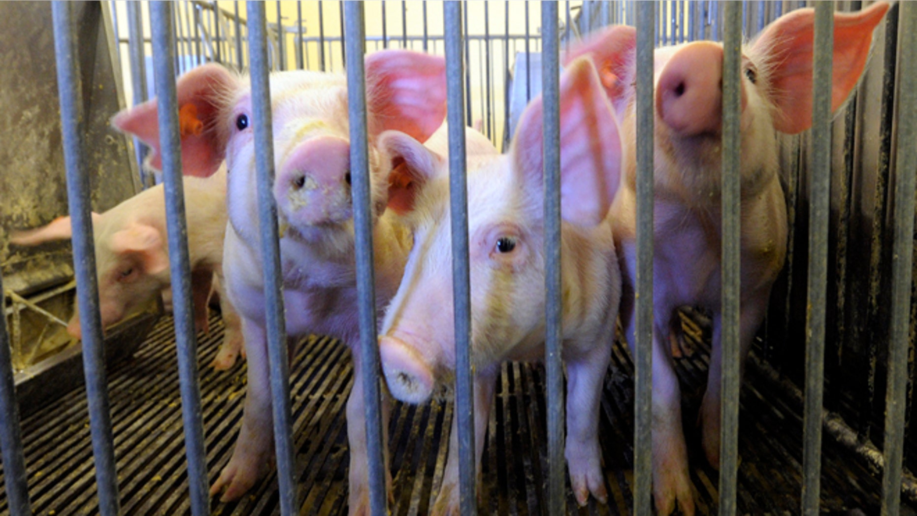 Dec. 12, 2014: Young pigs are seen at the segregated early wean swine nursery at Kansas State University in Manhattan, Kan.