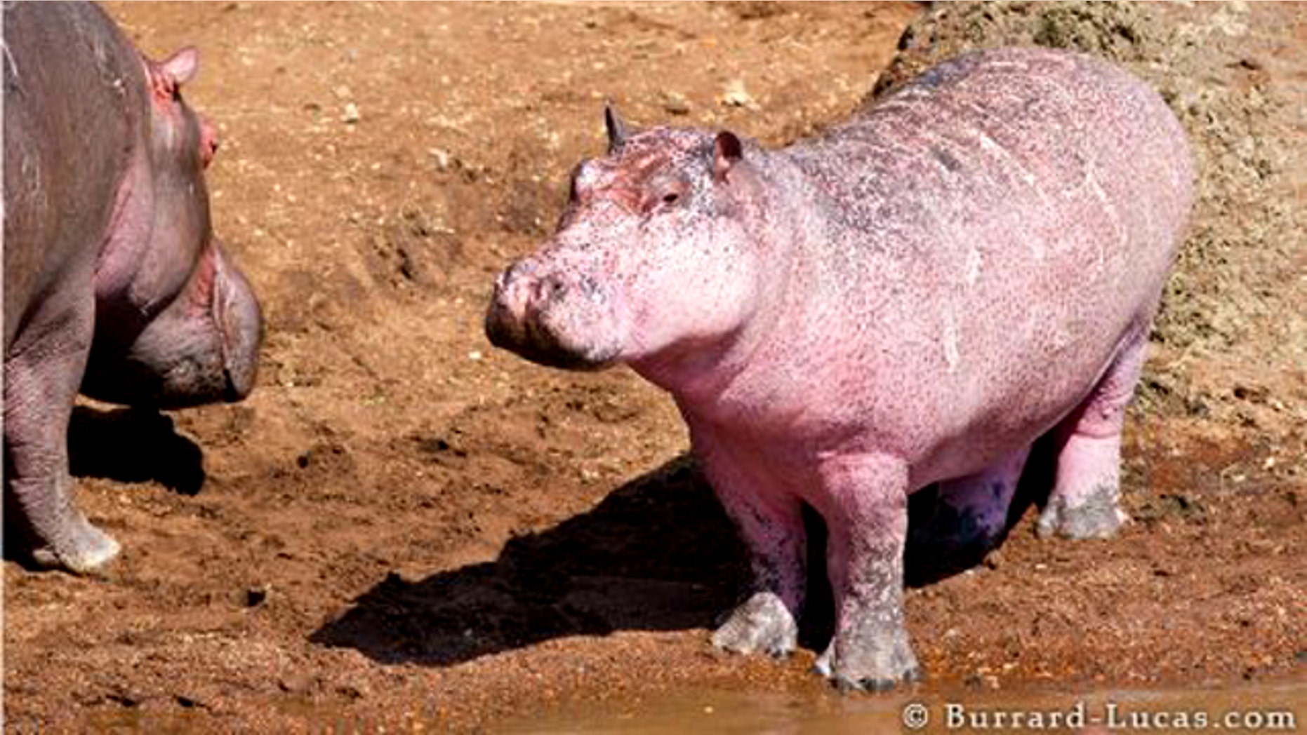 Wildlife photographers in Kenya were pleasantly surprised to stumble across this rare site: a pink hippo.