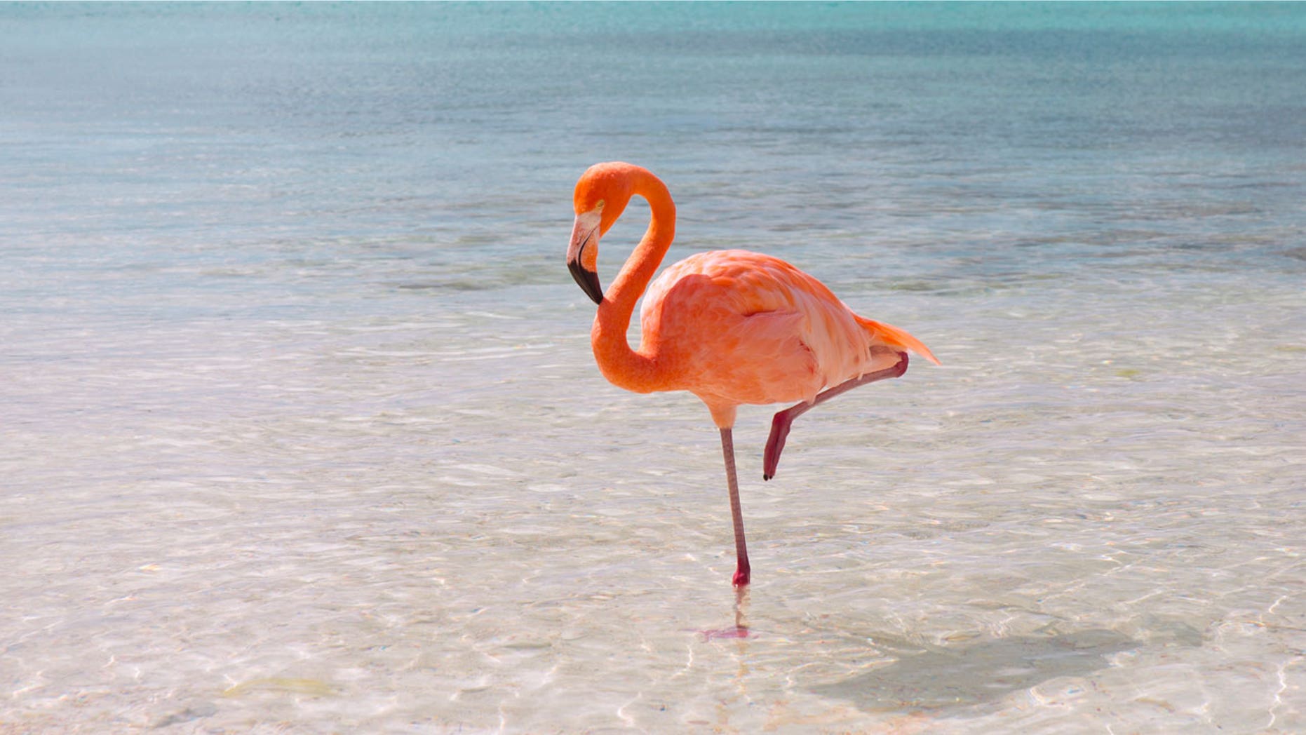 Flamingo Selfies Arent Good For The Flamingos Claim
