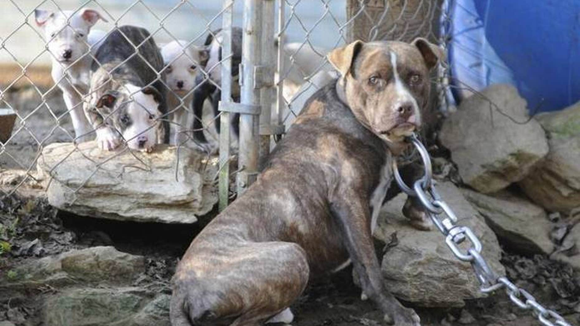A woman was killed and her husband seriously hurt after two pit bulls mauled them on Christmas Eve.