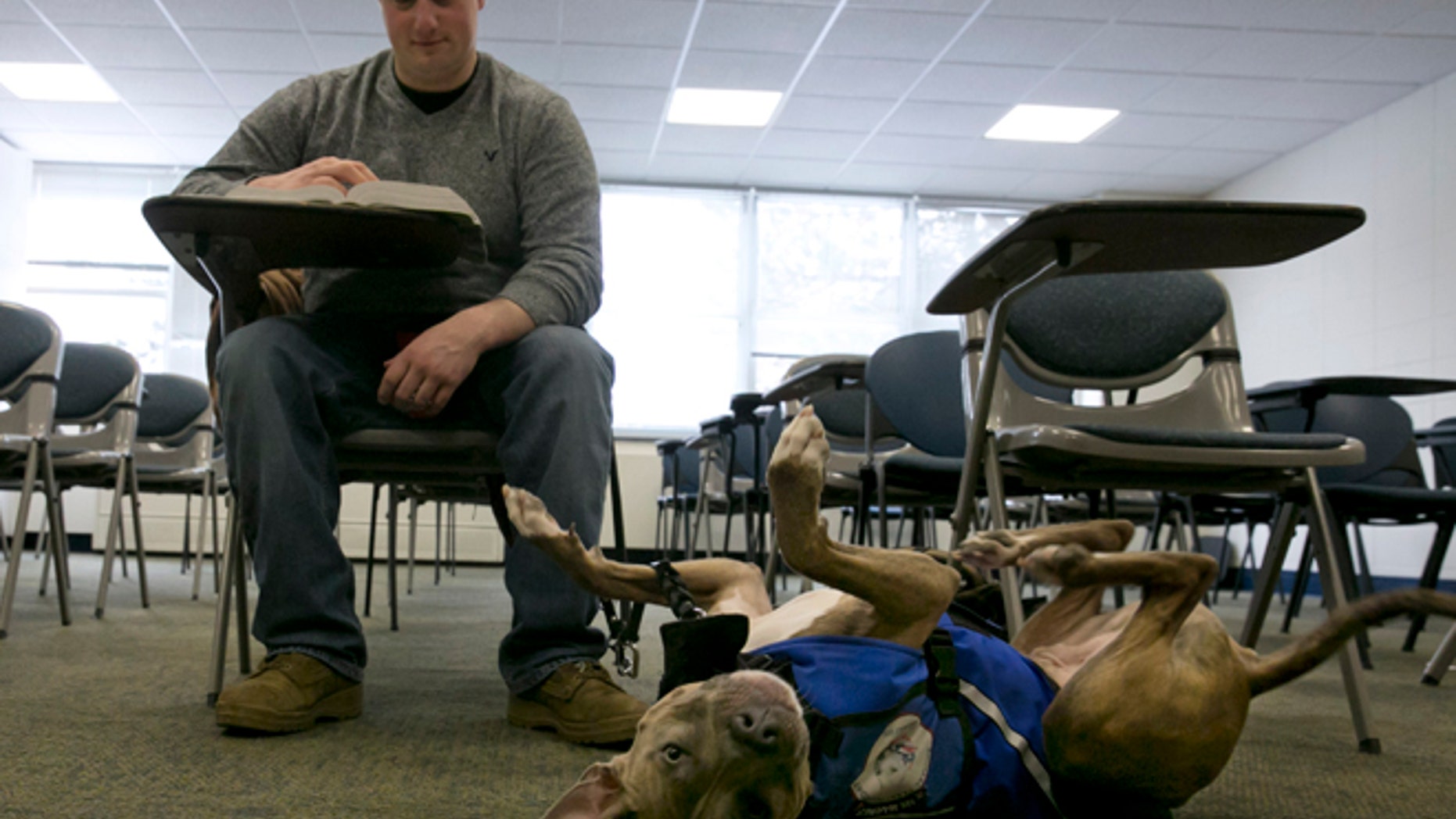 Feb. 4, 2015: Former U.S. Marine Joe Bonfiglio, 24, and his pit bull assistance dog Zen, sit in a classroom on the campus of Mercy College, in Dobbs Ferry, N.Y.