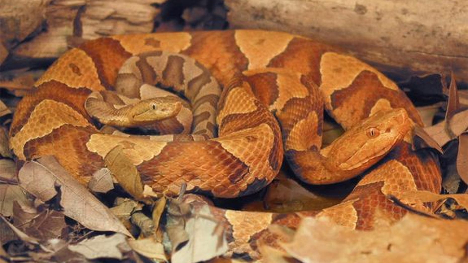 A female copperhead snake (<em>Agkistrodon contortrix</em>) and her offspring born via parthenogenesis, also called virgin birth, described in a study reported Sept. 12, 2012 in the journal Biology Letters.