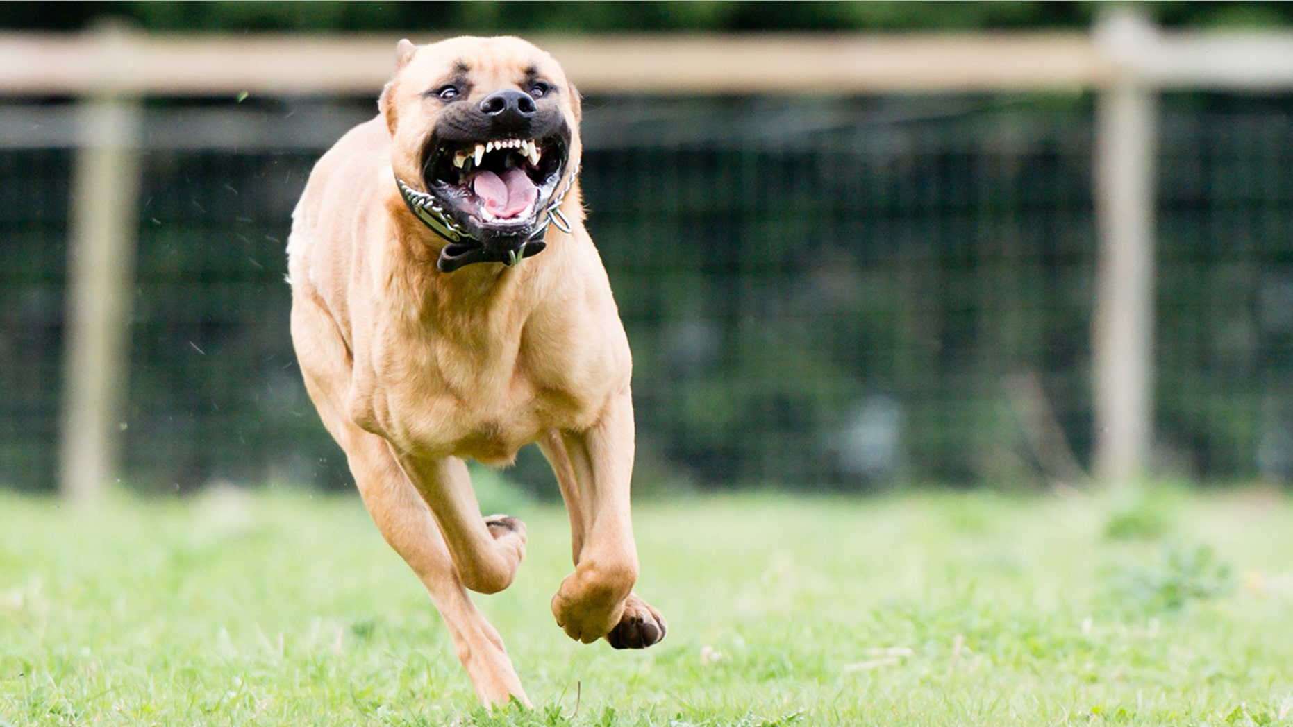 Pit bull attack leaves owner, relative hurt | Fox News