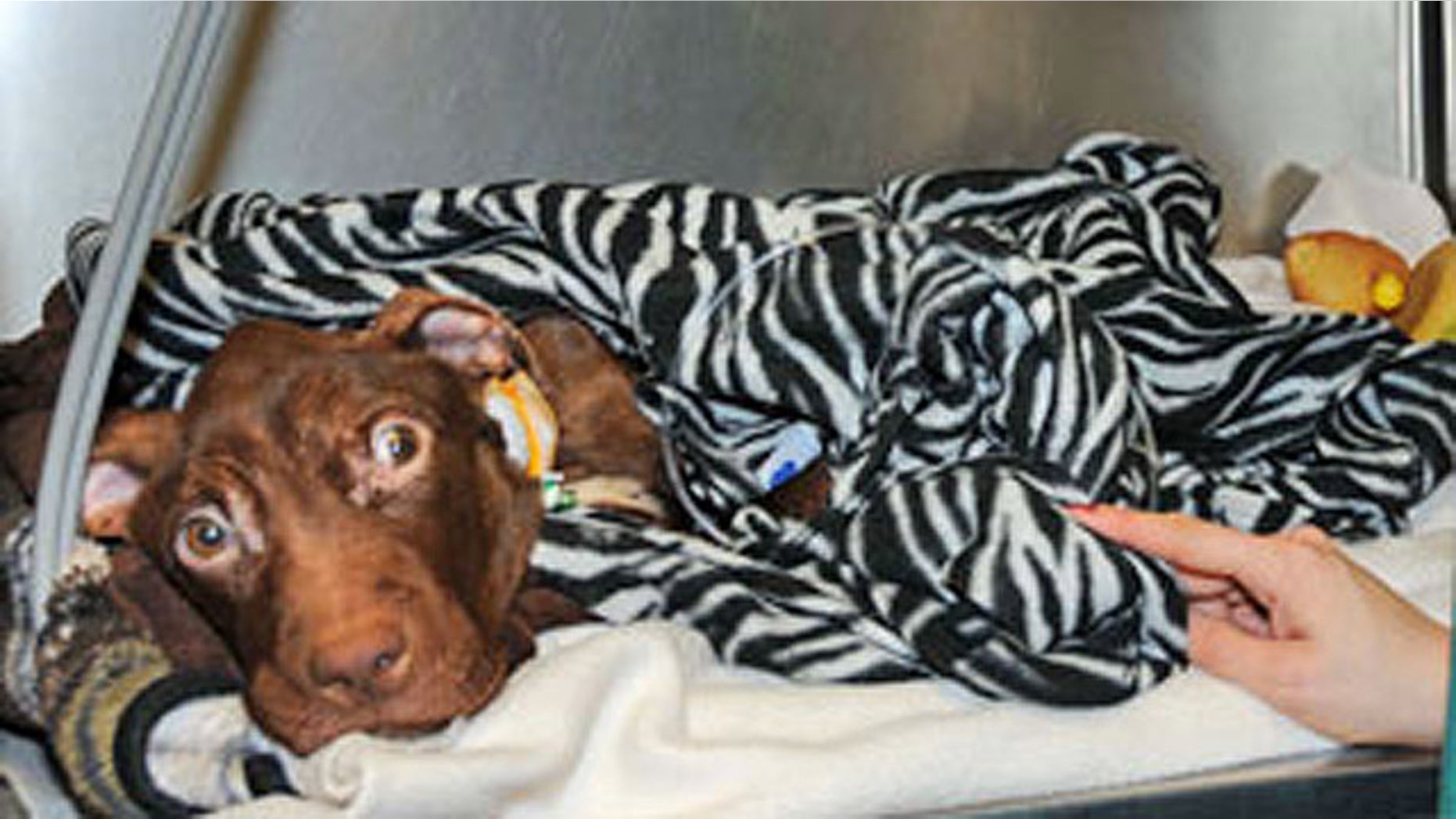 Patrick the pit bull was found starved and barely alive inside a garbage chute at the Garden Spiers apartment complex in Newark, N.J., on March 16 (AHS).