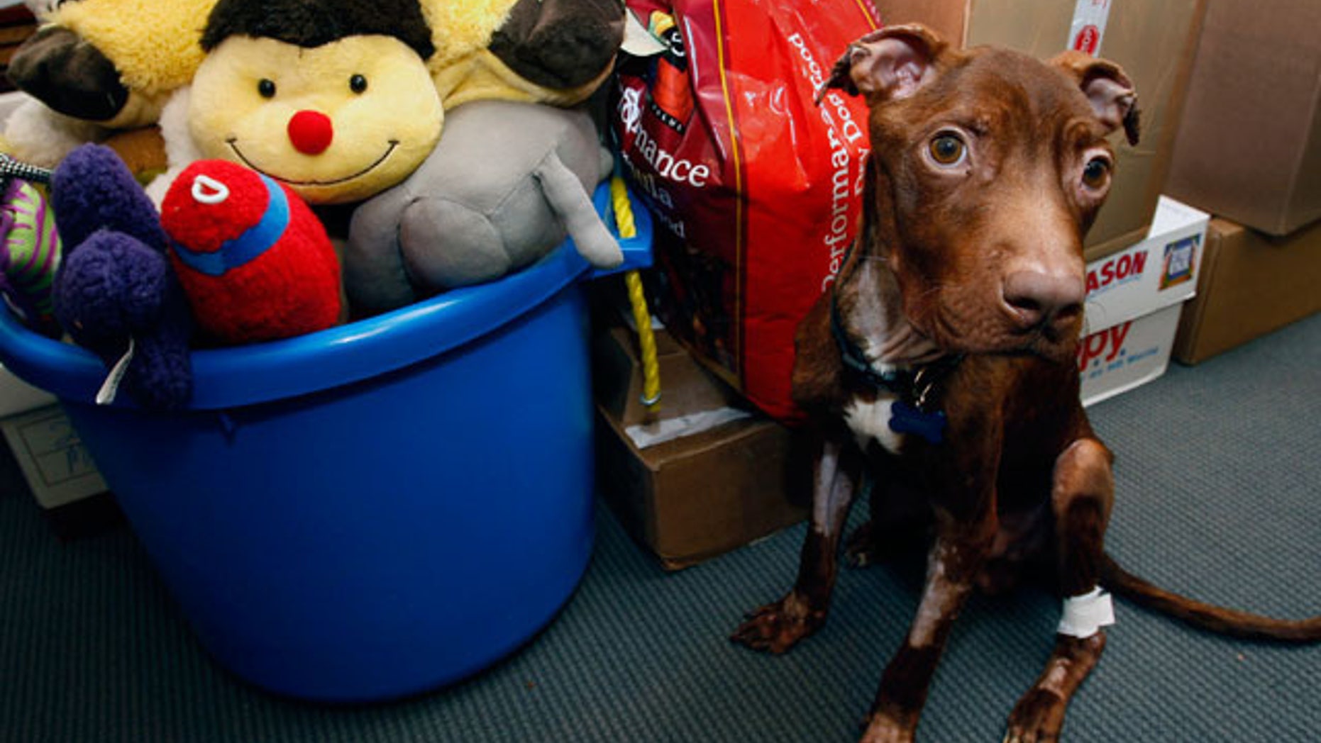 April 5: A 1-year-old pit bull nicknamed Patrick sits near piles of gifts donated to him as he recovers at Garden State Veterinary Specialists in Tinton Falls, N.J.