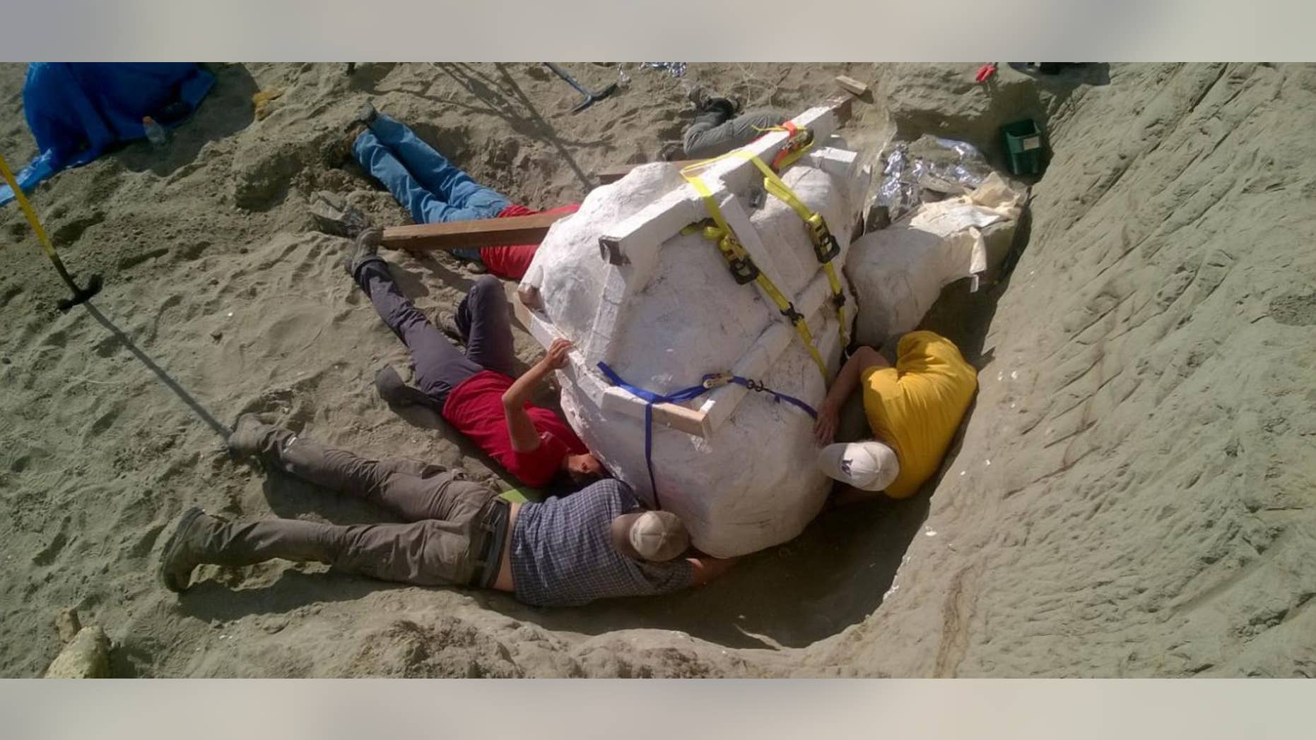Paleontologists prepare to remove the T. rex skull from the dig site in northern Montana and transport it to the Burke Museum.