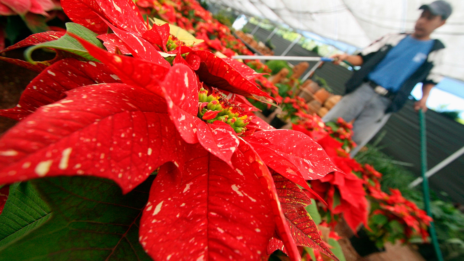 A worker waters poinsettias in a greenhouse in Mexico, Dec. 22, 2006.