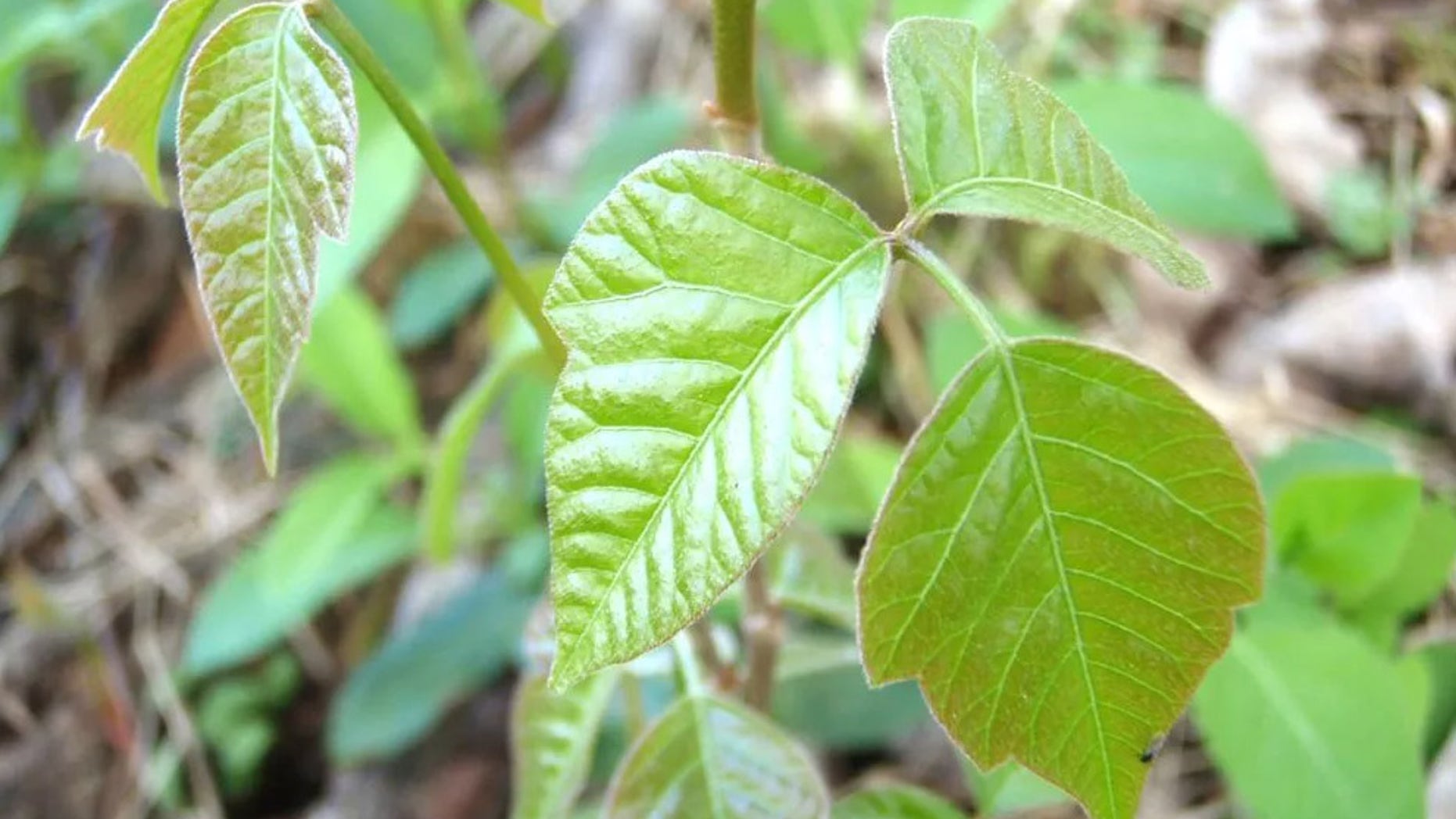Poison ivy is a pain, but hikers should learn to spot a few other dangerous plants as well.