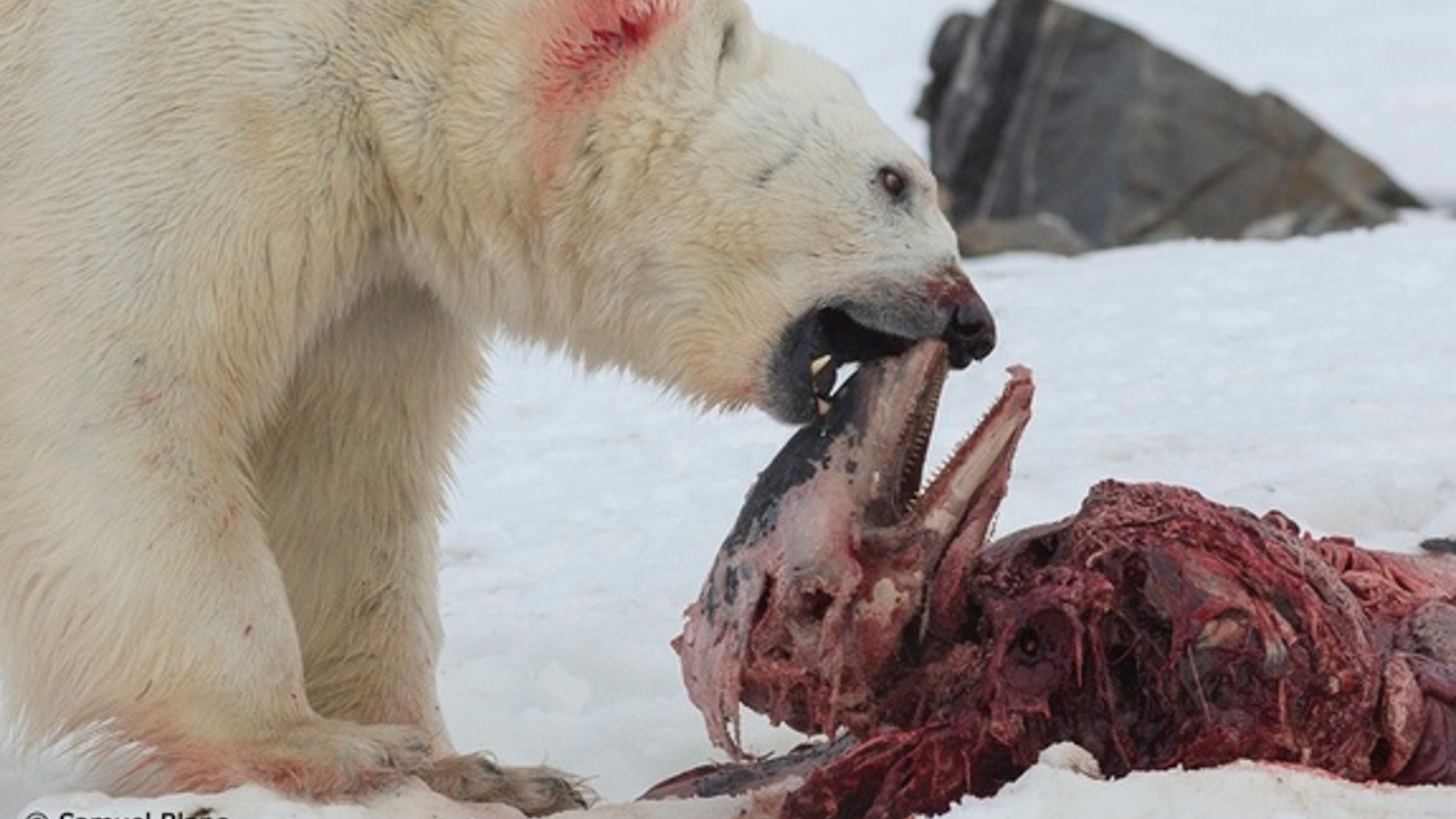 An adult male polar bear feeds on the head of a white-beaked dolphin on a fjord on Svalbard,