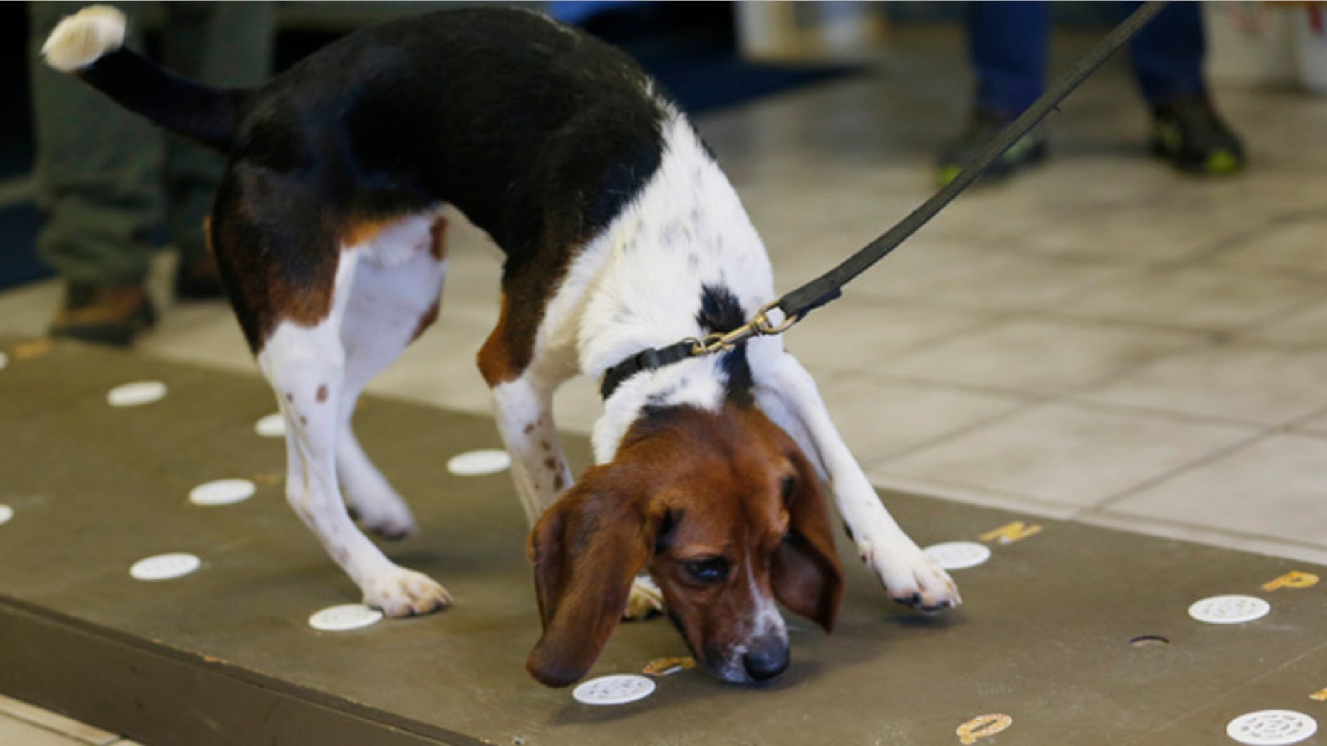 Oct. 28, 2013: Elvis, a 2-year-old beagle, sniffs polar bear protein samples at Iron Heart Performance Dog Center in Shawnee, Kan. Confirming pregnancies of the massive bears, a threatened species, has been difficult, and zoo officials say knowing can help make sure they and the Mama bears are ready for birthing and raising cubs.