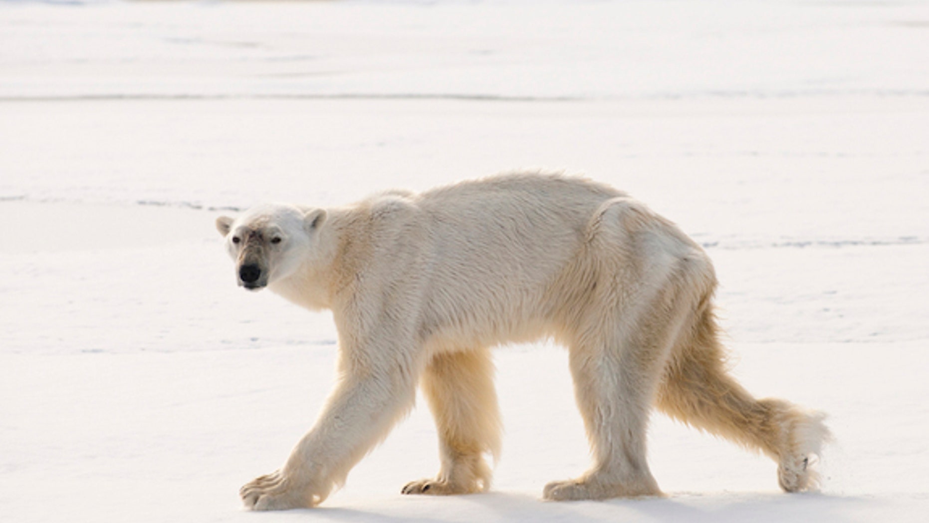 This thin polar bear recently impressed researchers with his excellent diving skills.