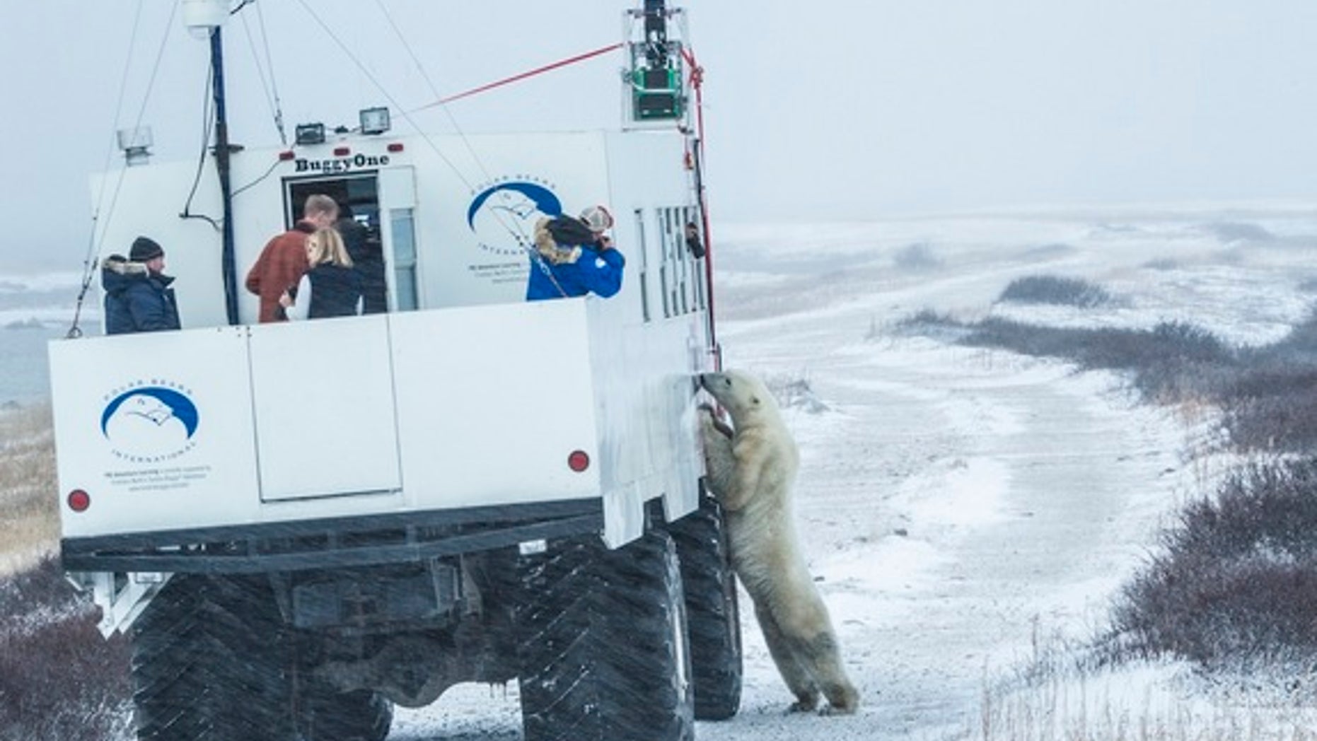"Buggy love": A polar bear checks out the Google Street View tundra buggy.
