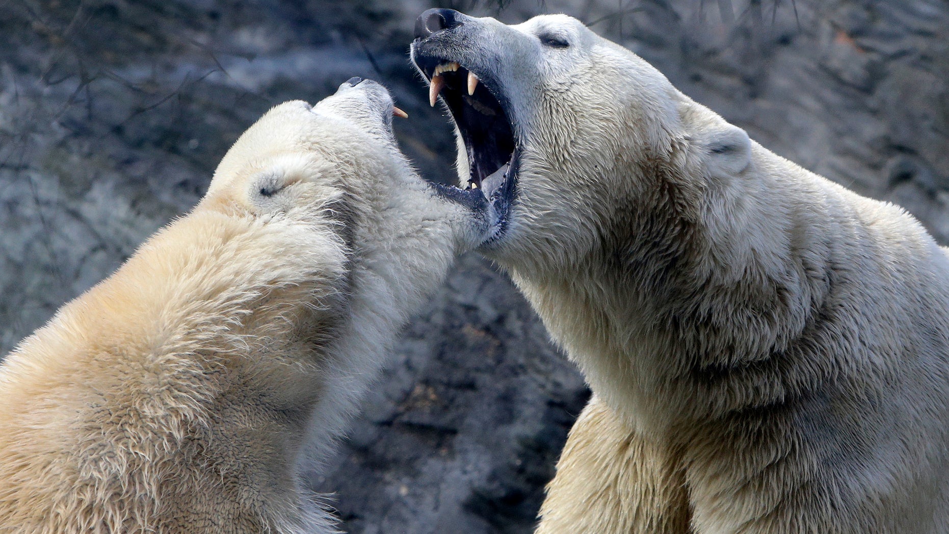 Polar bears play inside their enclosure at Prague Zoo, Czech Republic, February 24, 2016. (REUTERS/David W Cerny)