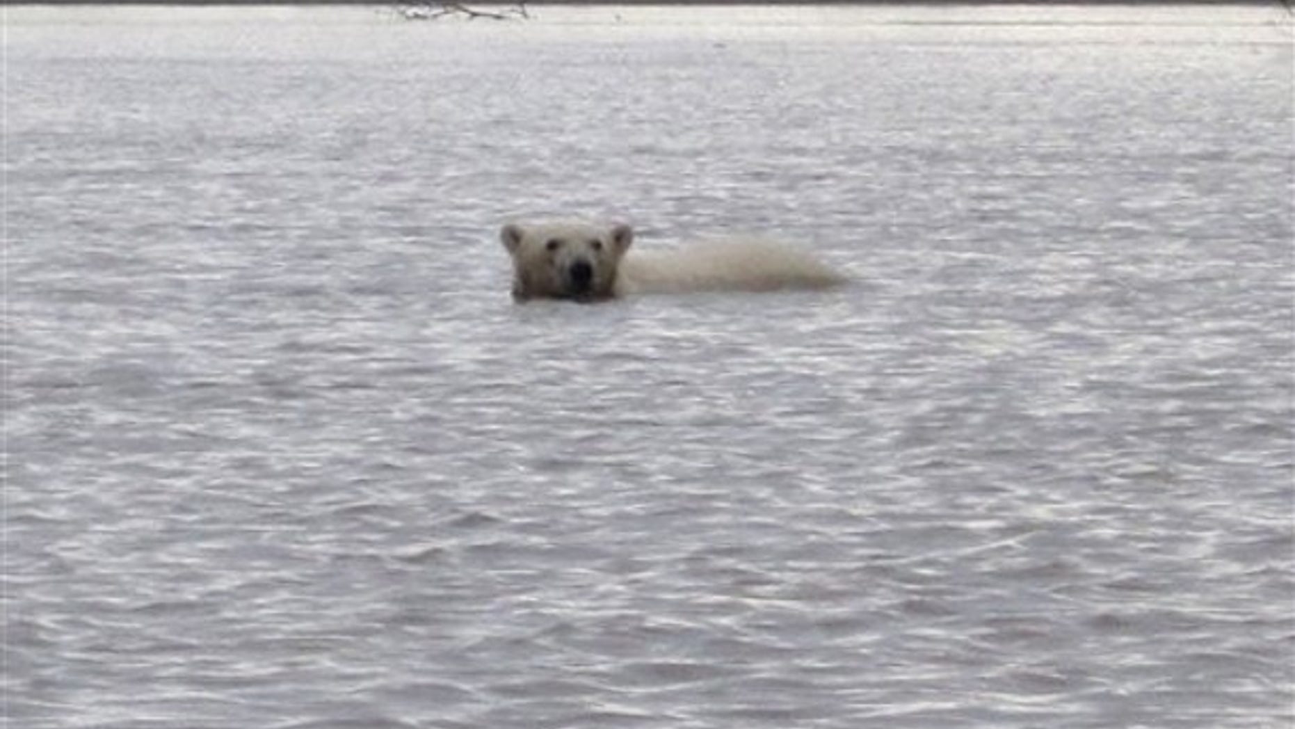 In this photo provided by Philomena Keyes, a polar bear is seen in the lower Yukon River on Tuesday, July 20, 2010 near the village of Emmonak, Alaska. (AP)
