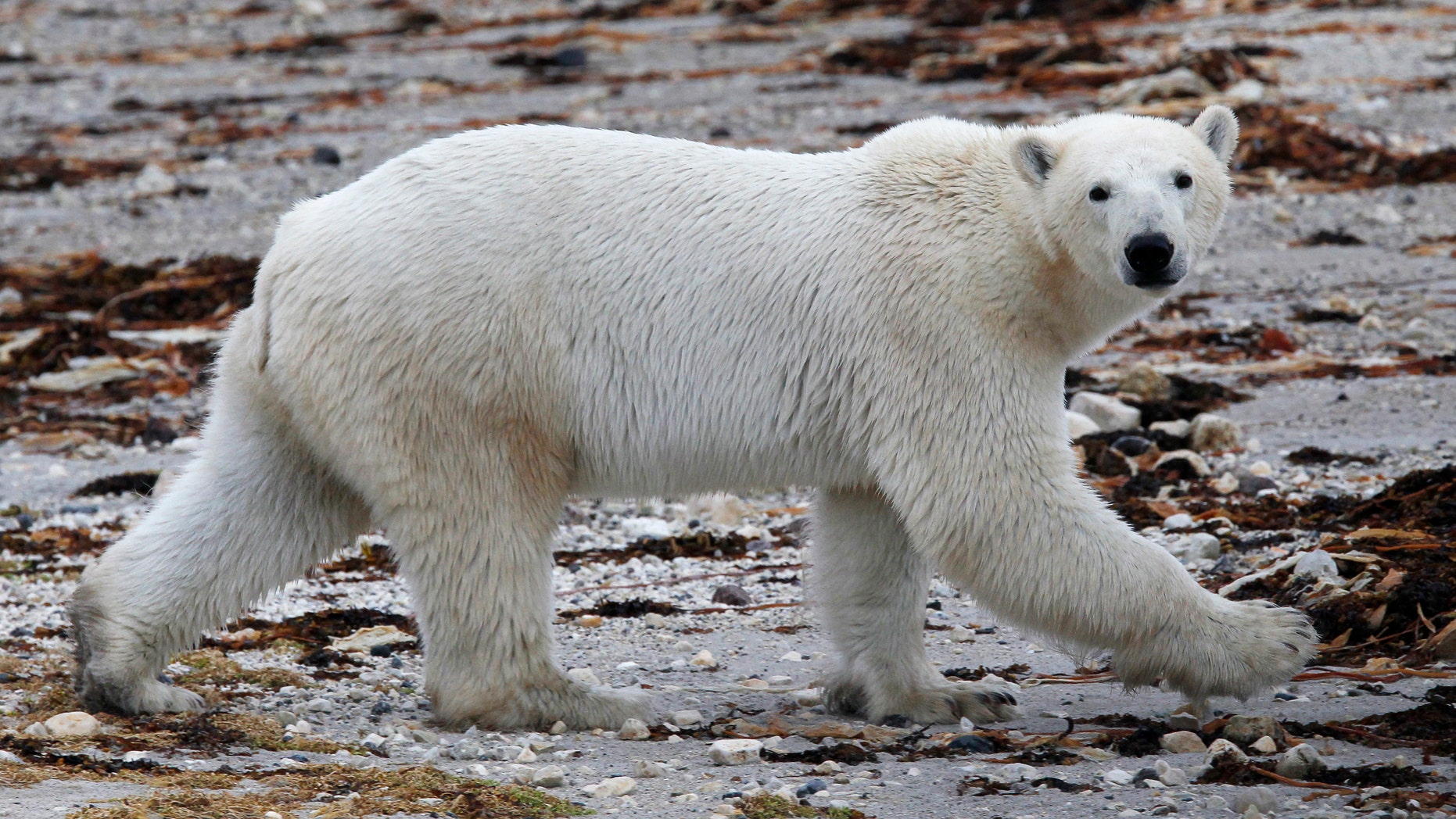 August 23, 2010: A polar bear walks along the shore of Hudson Bay near Churchill, Manitoba.