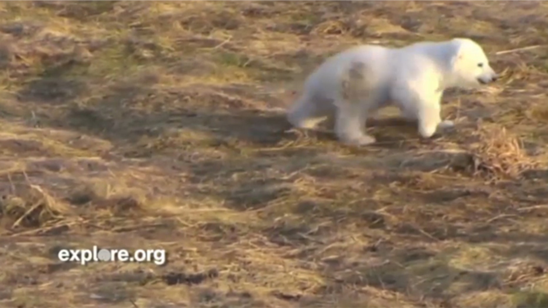 In this screenshot from Explore.org's live web cam, Siku, a baby polar bear, plays at the Scandinavian Wildlife Park in Kolind, Denmark.