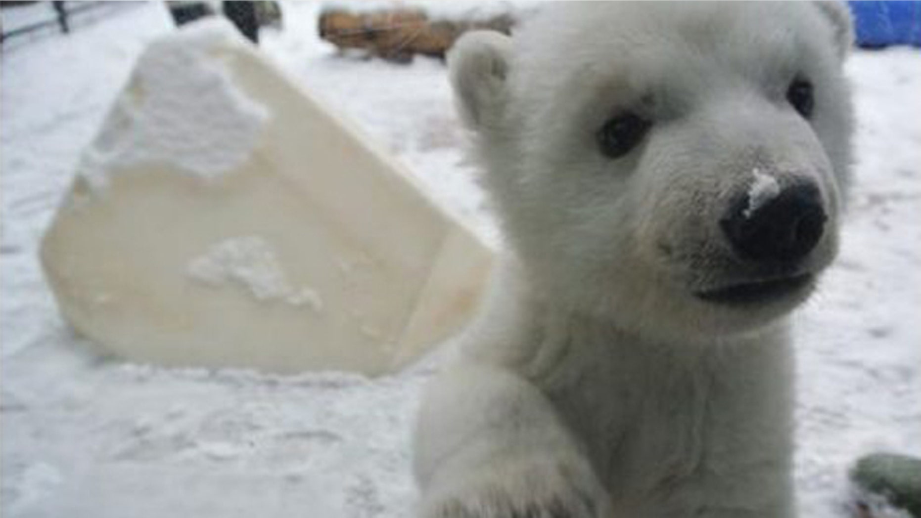 Polar bear cub frolicks in snow for first time. (Toronto Zoo)