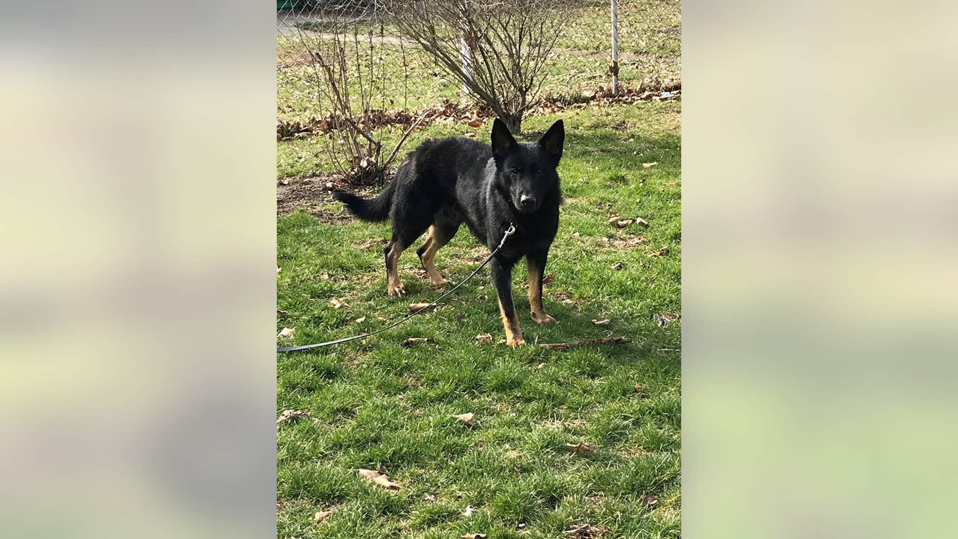 Roseco is a 20-month-old German Shepard.
