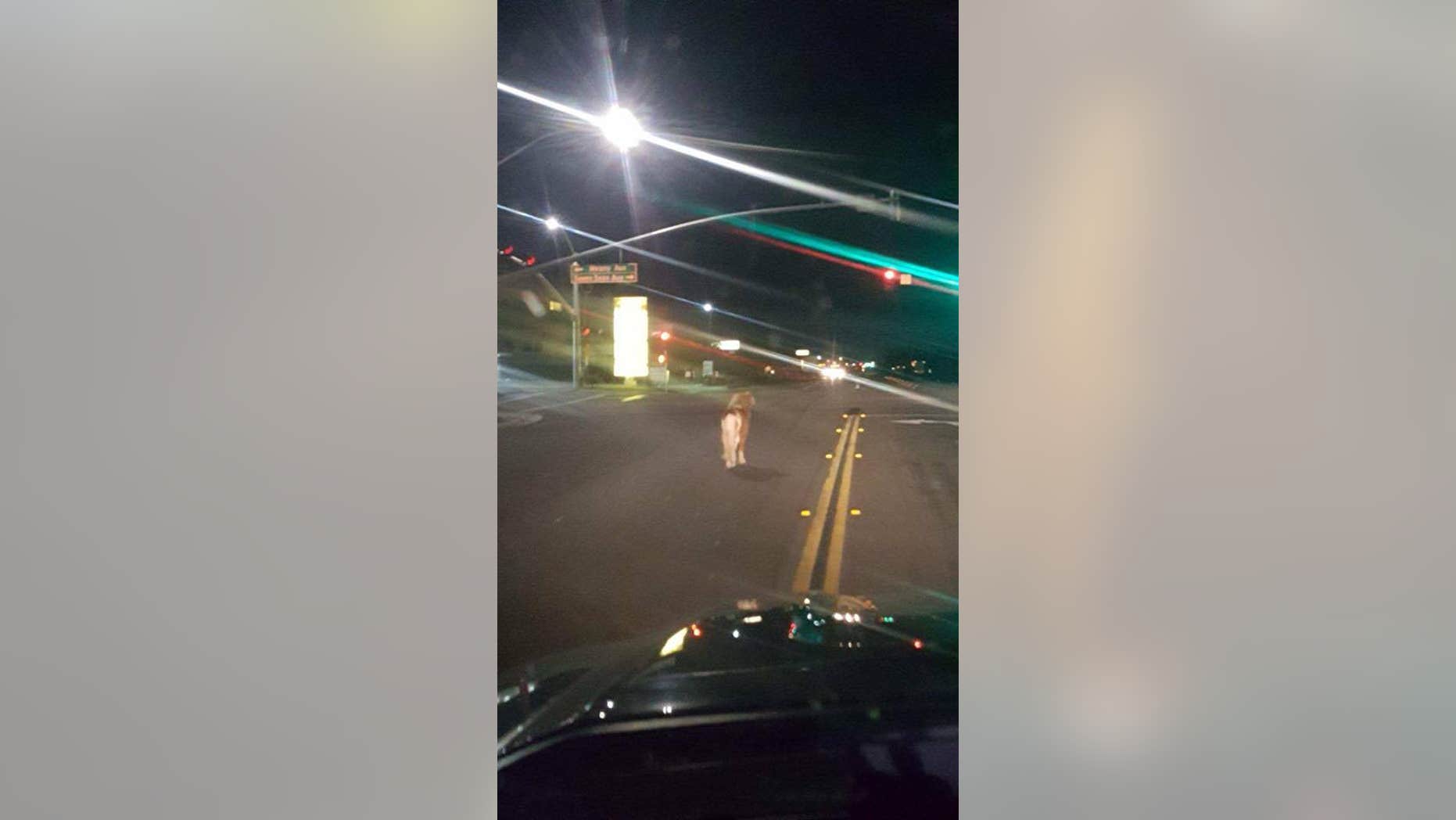 A pony was spotted out and about in a California city on Saturday.