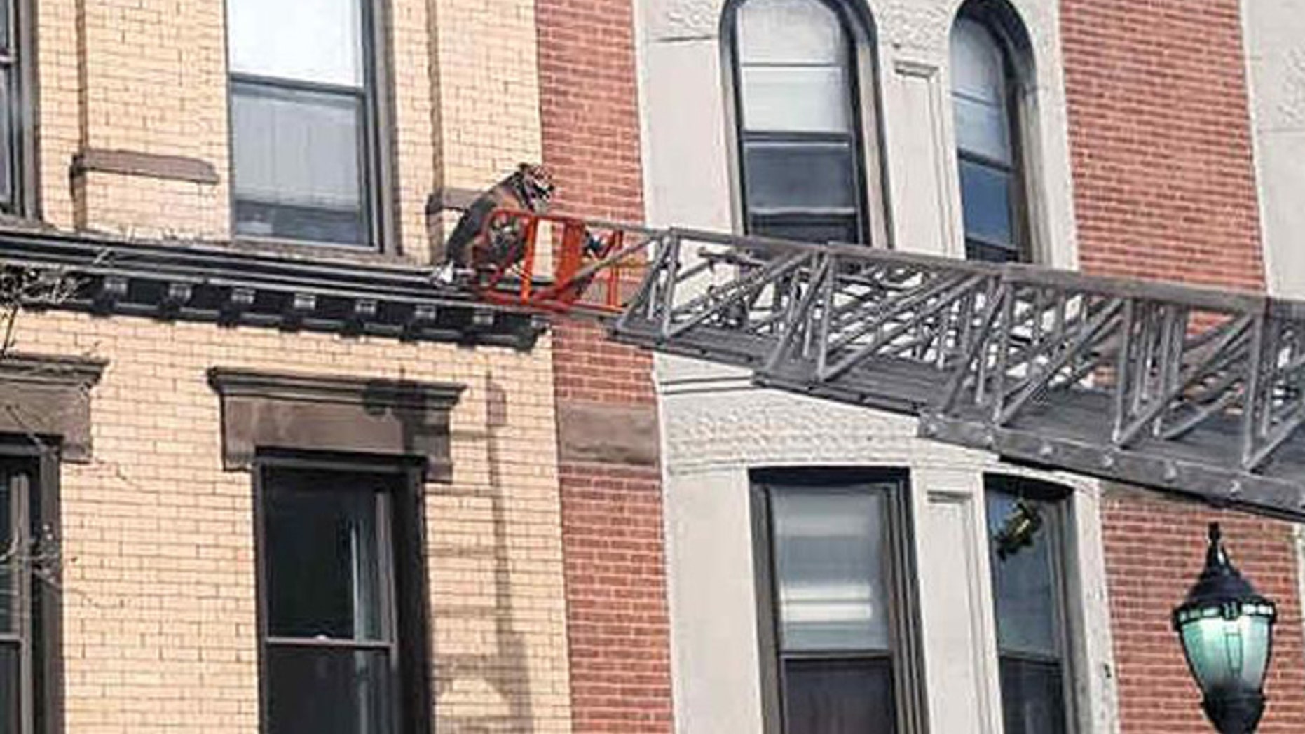 Skipper managed to break through a window screen and sit on the ledge of an apartment.