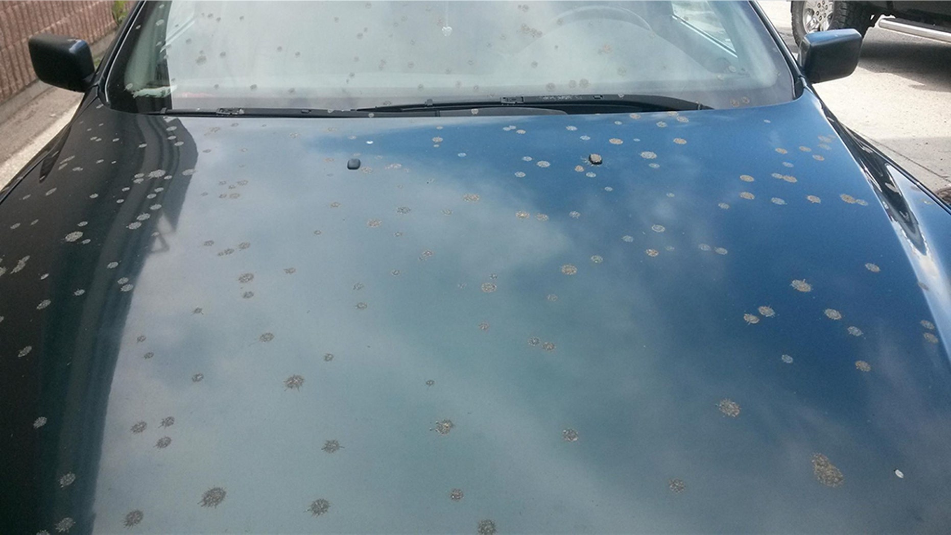 Residents of Kelowna, in British Columbia, claim their cars were covered in poop last month.