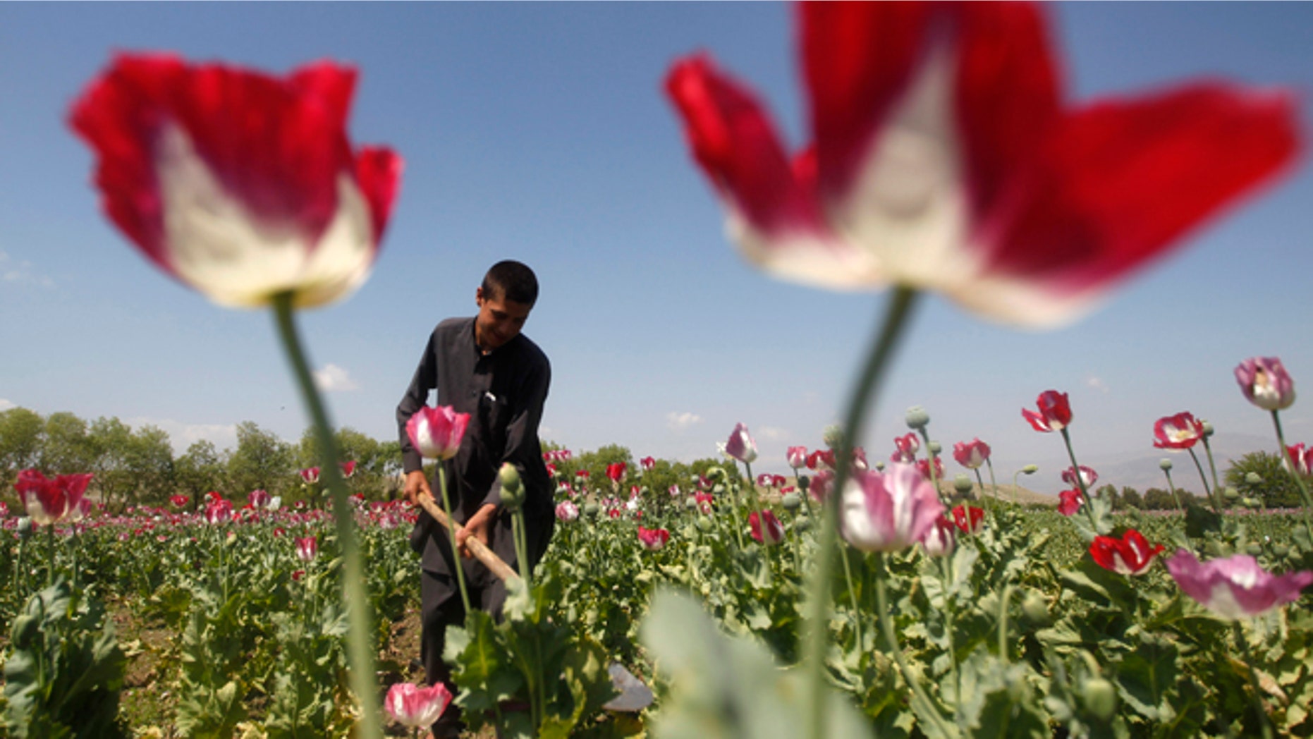 In this April 17, 2014 photo, an Afghan man works on a poppy field in Jalalabad province.
