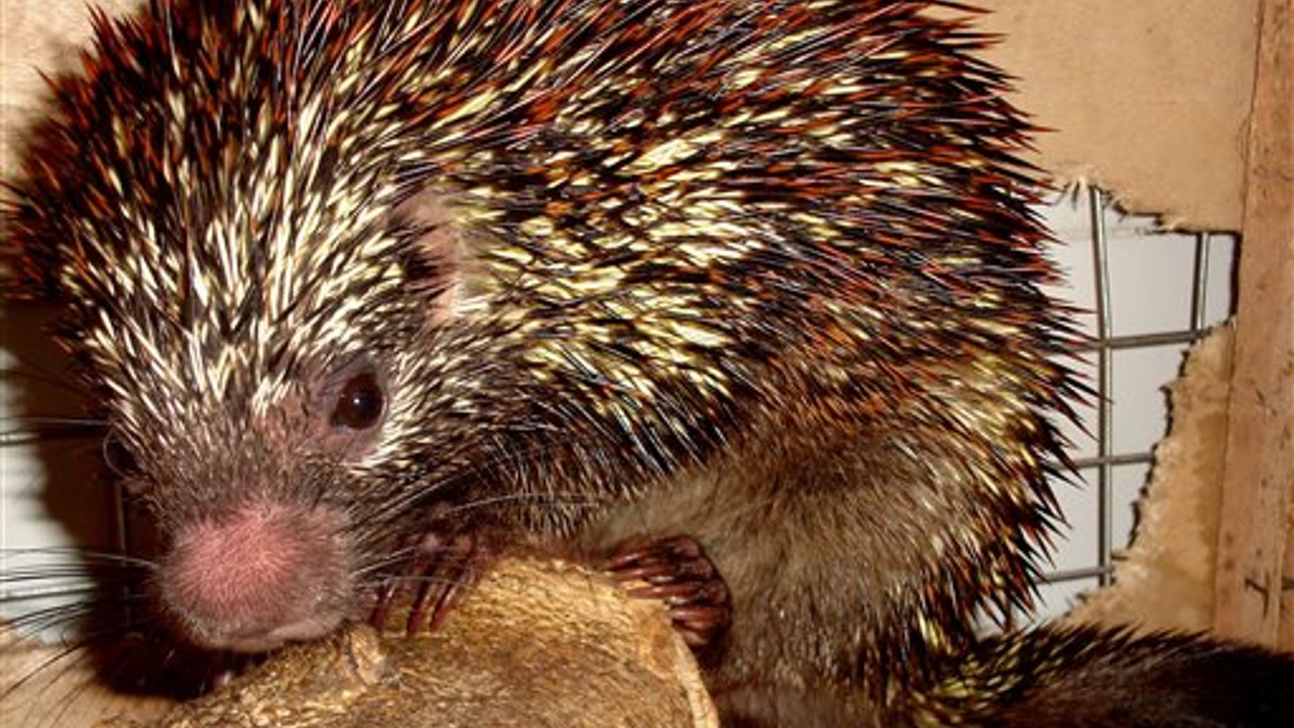 A new species of the porcupine "Coendou speratus" in Pernambuco, Brazil.