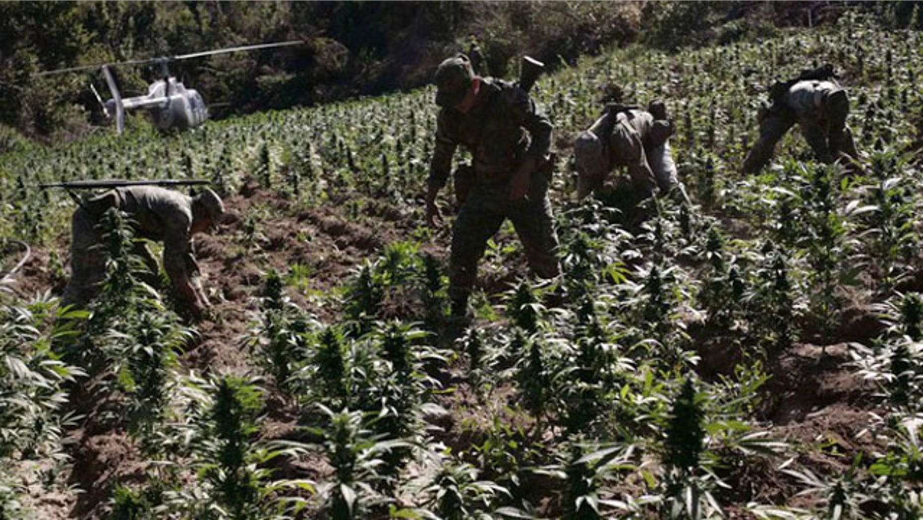 December 7, 2011: Soldiers destroy marijuana plants during a military operation at Sierra de Culiacan in state of Sinaloa.