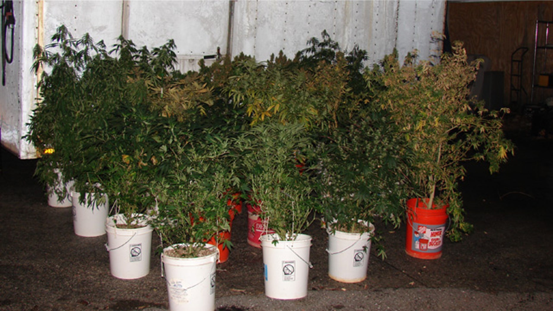 This undated photo released by the Howard County, Md., police, shows marijuana plants that were discovered at the home of 44-year-old Richard Marriott, after a car crashed into Marriott's home in Ellicott City, Md. Marriott and another person were uninjured when a BMW driven by 20-year-old Bryan Bolster crashed into Marriott's house and burst into flames on Dec. 10. Bolster died in the crash. Howard County police say fire investigators were inspecting Marriott's home when they found the drugs. (AP/Howard County Police)