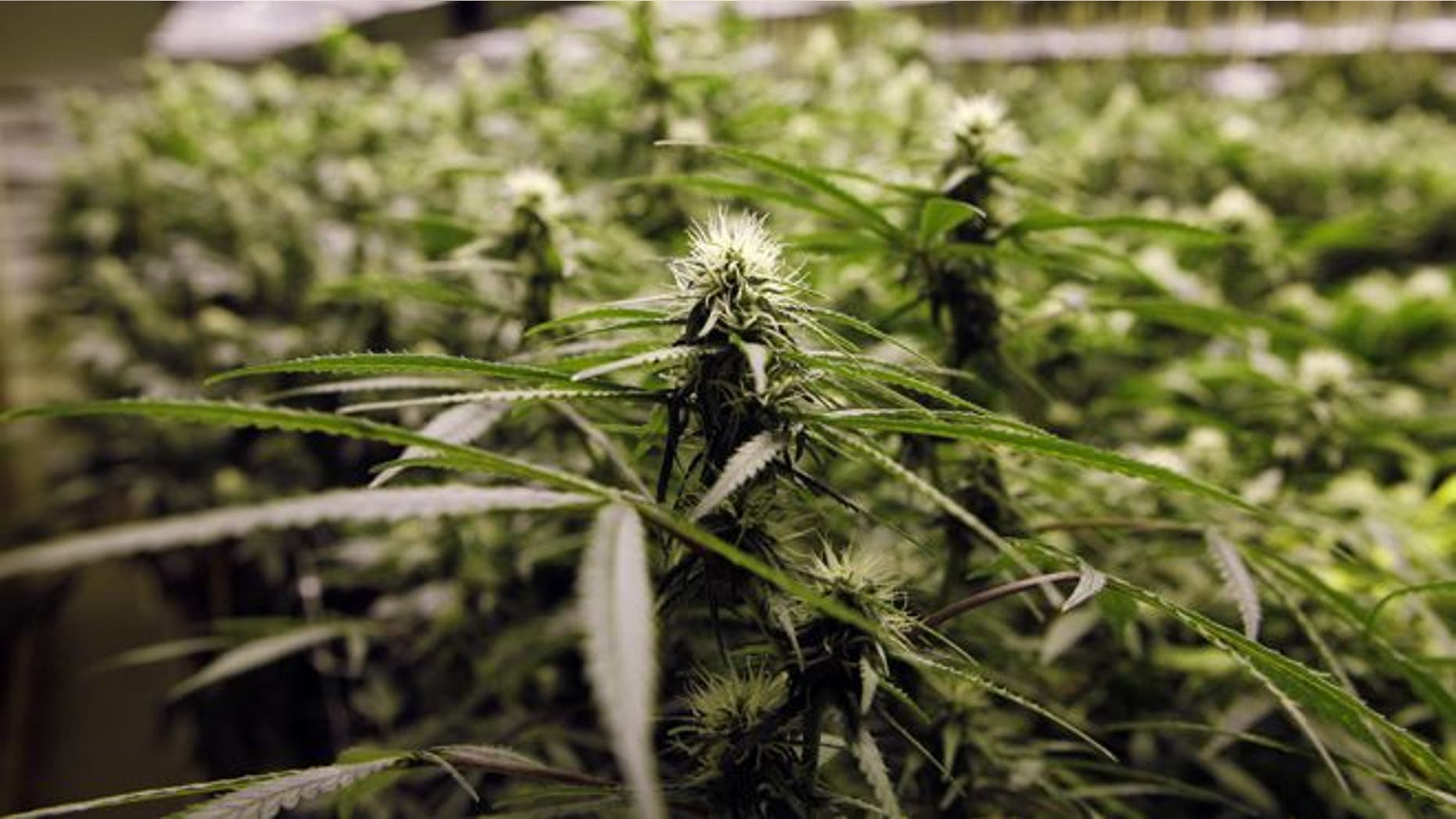 FILE: Nov. 8, 2012: Marijuana plants flourish under the lights at a grow house in Denver.