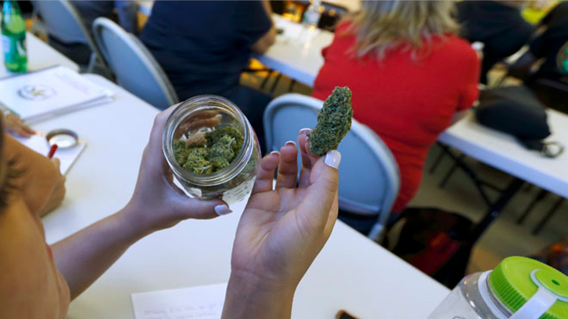 July 10, 2014: A student examines a sample of the cannabis strain "granddaddy purple" during a cooking class at the New England Grass Roots Institute in Quincy, Mass.