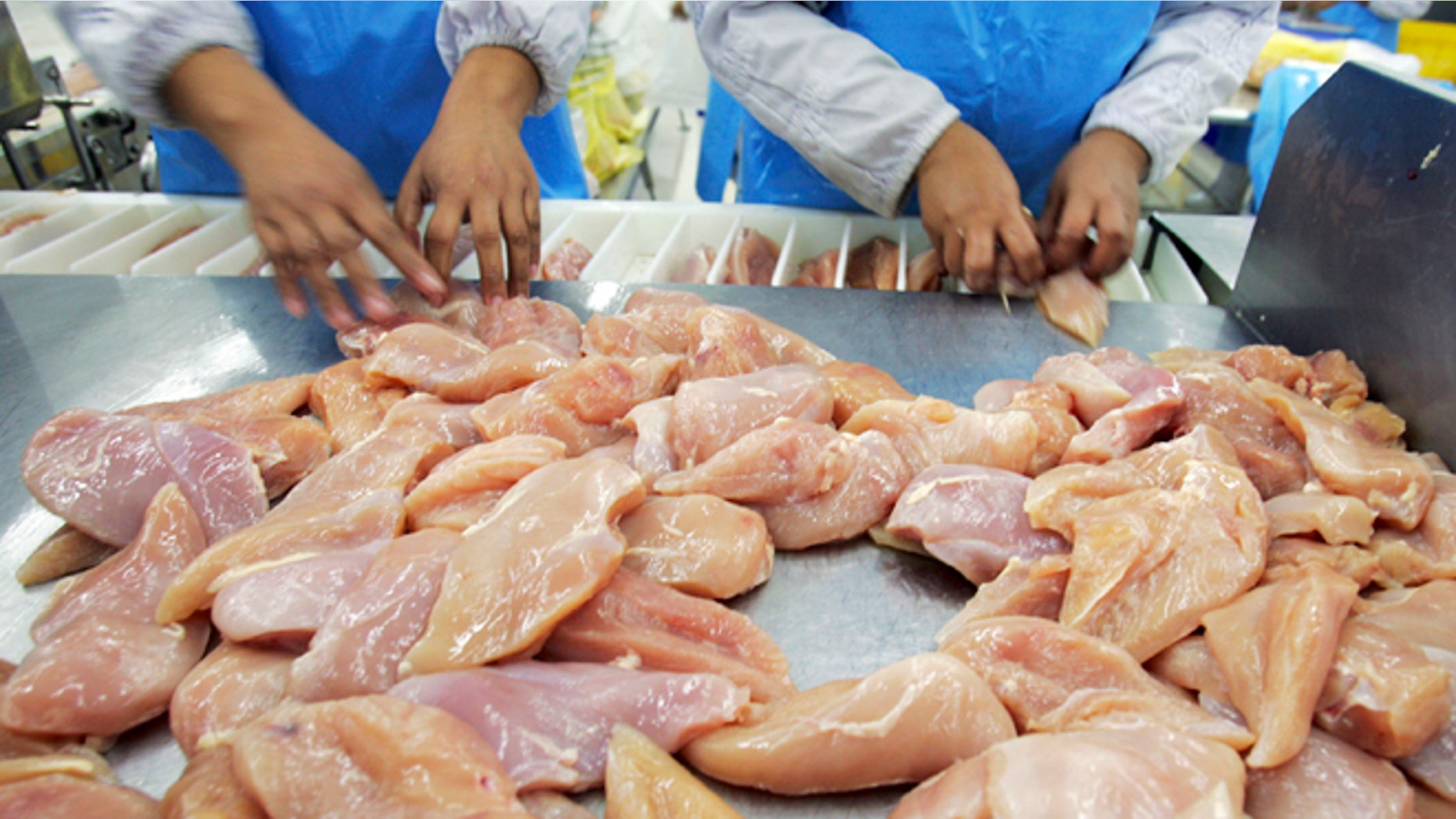 CHONBURI, THAILAND - JULY 9: Chicken breasts get sorted at the Thai Poultry Group (TPG) chicken processing and slaughtering factory July 9, 2005 in Chonburi, Thailand. The factory has 1,200 employees that are able to deal with 10,000 birds per hour at full capacity. However since Bird Flu outbreak, the processing plant has had to cut its production almost 40%. The Thai Poultry Group exports to European Union, Japan, Middle East, Hong Kong and South Korea. (Photo by Paula Bronstein/Getty Images)