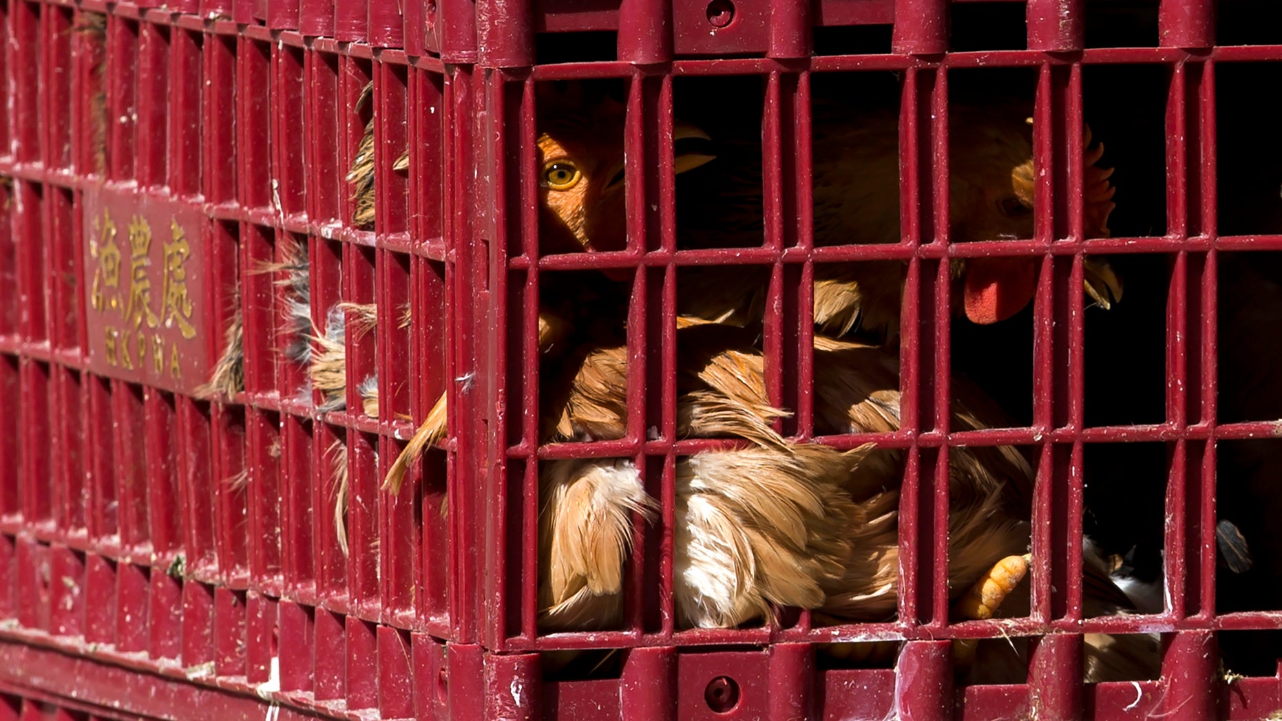 Chickens look out from a cage at a wholesale poultry market in Hong Kong December 31, 2014. REUTERS/Tyrone Siu