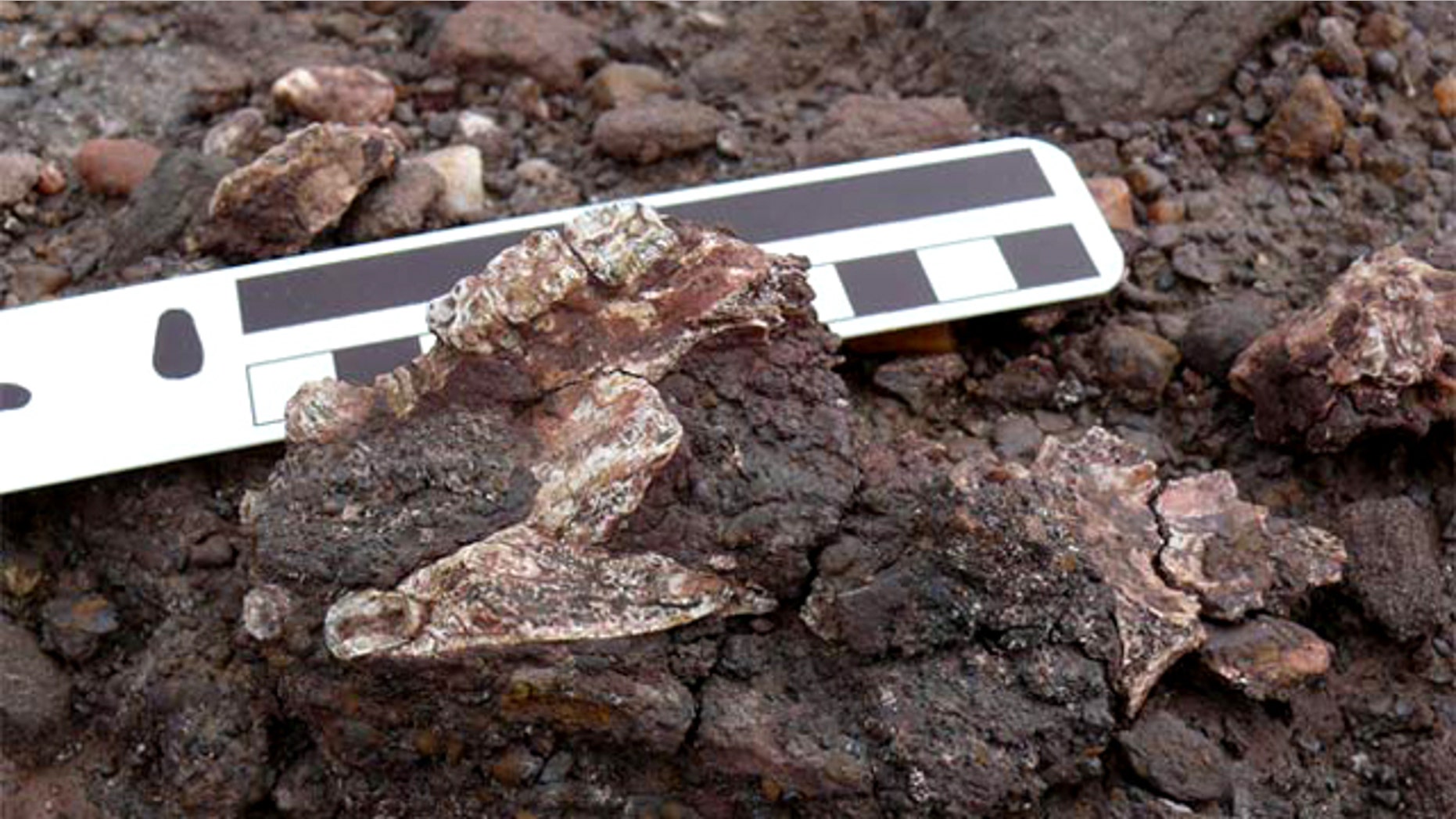 Scientists discovered the partial skull (cranium shown here) of a new primate species, Saadanius hijazensis, in Saudi Arabia. The specimen was found with the palate and teeth facing upward, embedded in an iron-rich clastic conglomerate in the middle part of the Shumaysi Formation.