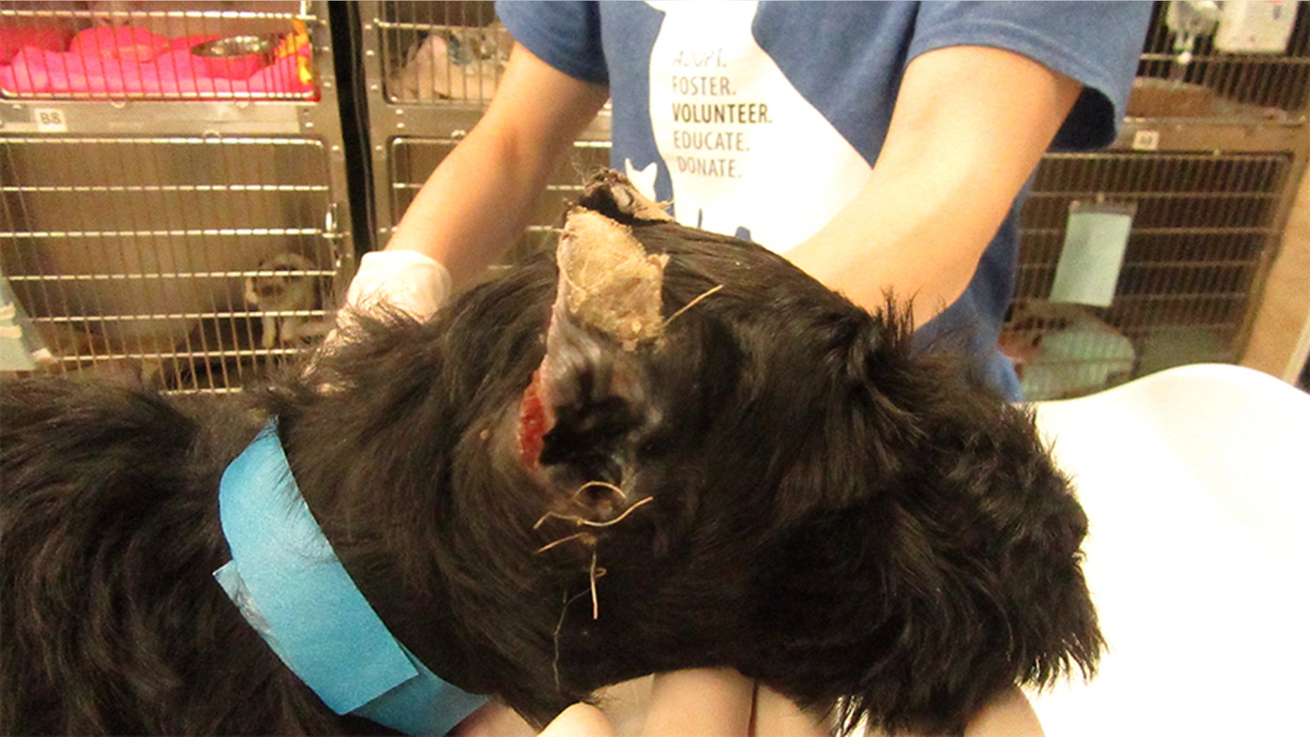 The Pennsylvania SPCA on Thursday announced animal cruelty charges against a woman accused of “cropping” several miniature schnauzer puppies’ ears in what the organization described as a “traumatic experience.”