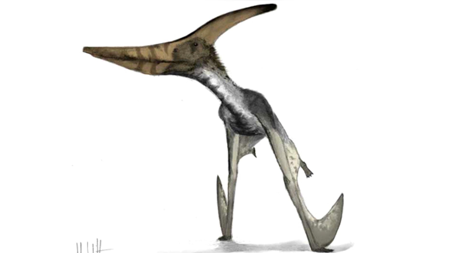 Pteranodon, a pterosaur with a 7 meter wingspan, mid-launch. Note that the legs have already cleared the ground and the arms are being used to push the animal into the air.