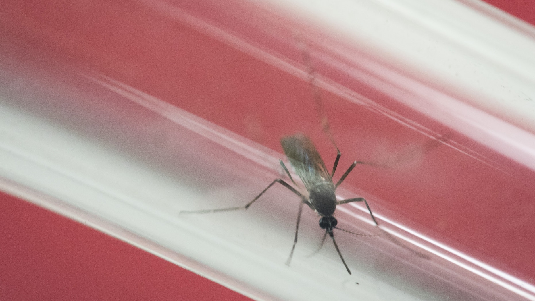 May 23, 2016: In this file photo, an Aedes aegypti mosquito sits inside a glass tube at the Fiocruz institute where they have been screening for mosquitos naturally infected with the Zika virus in RIo de Janeiro, Brazil.