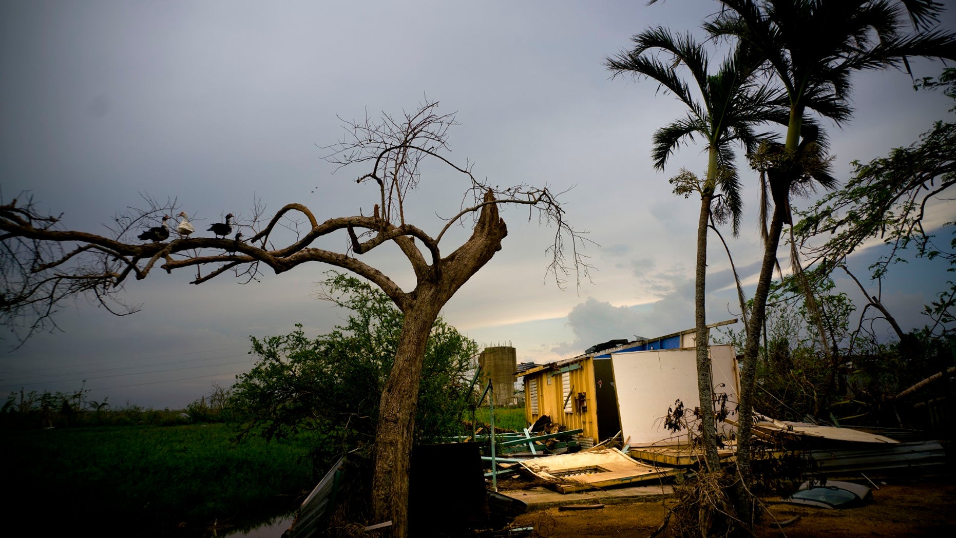 Ducks perch on the branch of a tree next to a home destroyed by Hurricane Maria in Toa Baja, Puerto Rico, Thursday, Oct. 12, 2017. President Donald Trump lashed out at hurricane-devastated Puerto Rico on Thursday, insisting in tweets that the federal government canât keep sending help âforeverâ and suggesting the U.S. territory was to blame for its financial struggles. (AP Photo/Ramon Espinosa)