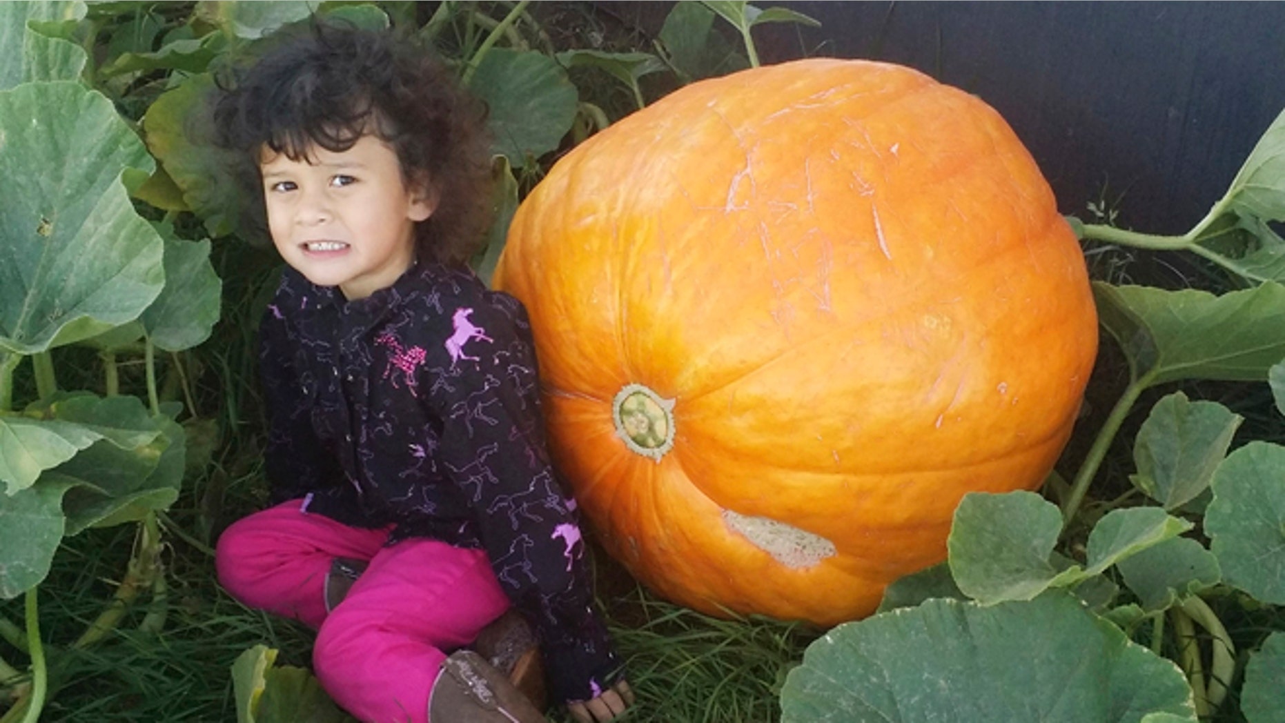 Sept. 18, 2015: In this photo, provided by Matthew Murraine, his daughter, Lilianna, poses next to a giant pumpkin that weighs about 100 pounds outside their home in Spearfish, S.D. The pumpkin was stolen later in the day in what the Murraine calls a heist that was carefully planned.