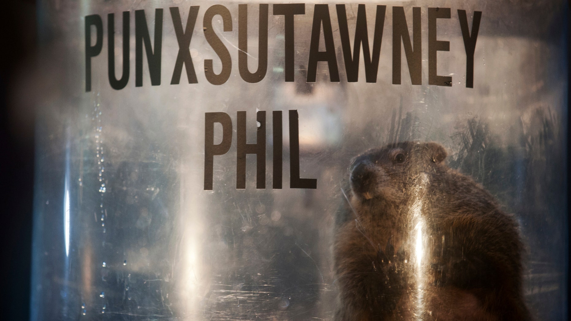 File photo - Groundhog Punxsutawney Phil peers out of his enclosure onstage after his annual weather prediction on Gobbler's Knob on the 128th Groundhog Day in Punxsutawney, Pennsylvania Feb. 2, 2014. (REUTERS/Stephanie Strasburg)