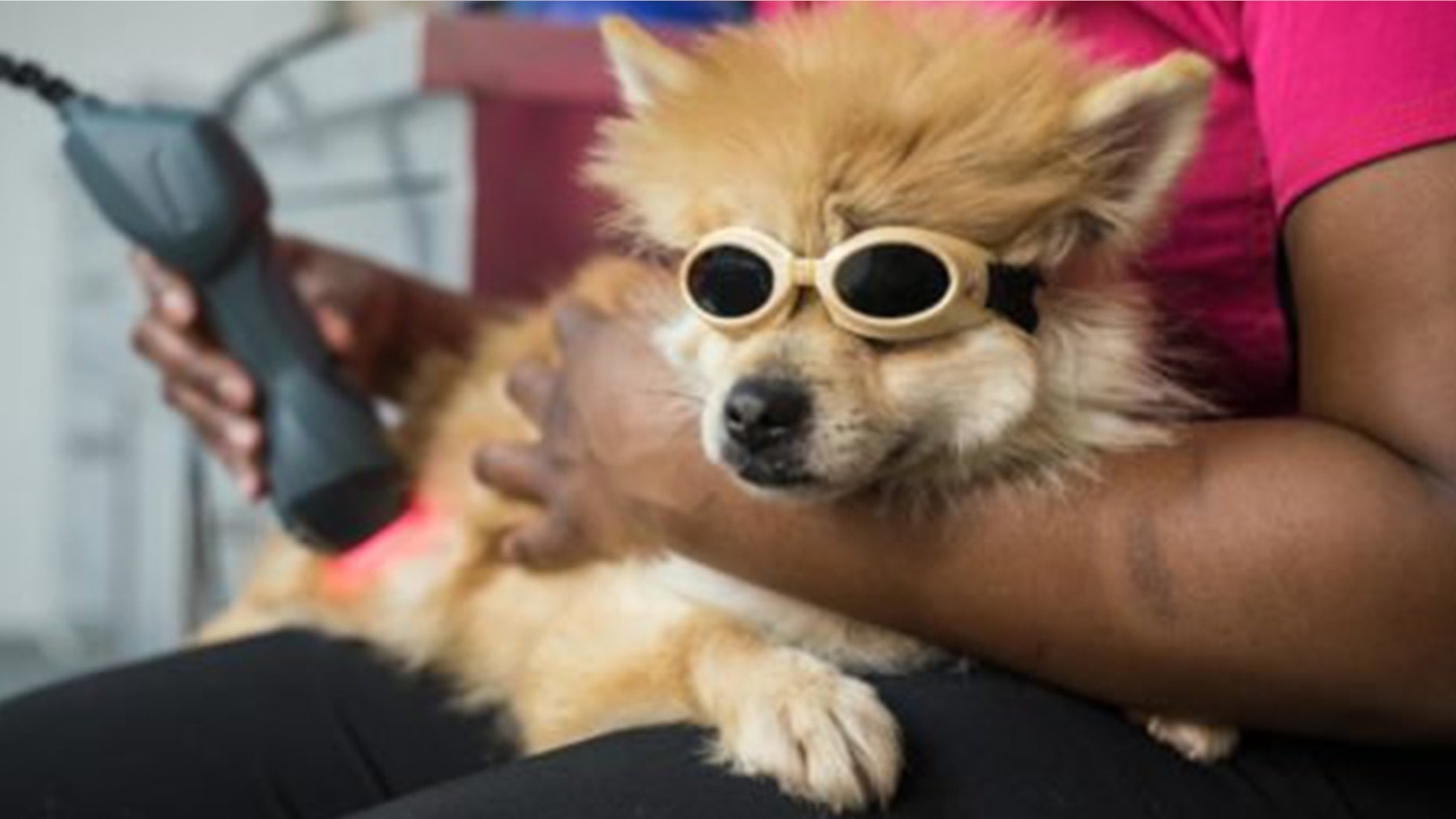 A paralyzed young Pomeranian has seen a miracle recovery thanks to special water therapy.