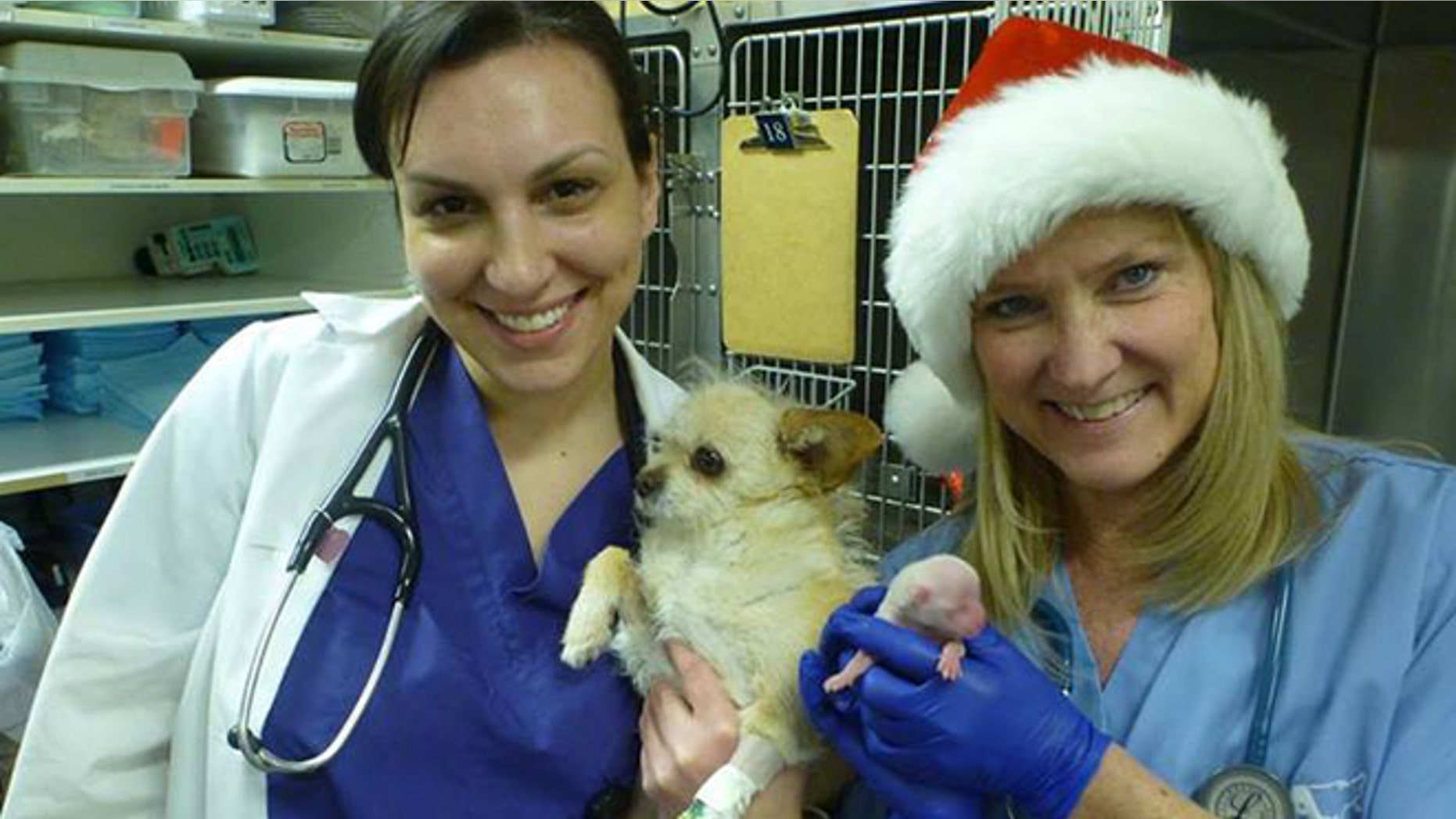 Veterinarians at the Aurora Animal Shelter in Colorado pose with "Miracle," a dog who beat the odds to survive birth in time for Christmas.