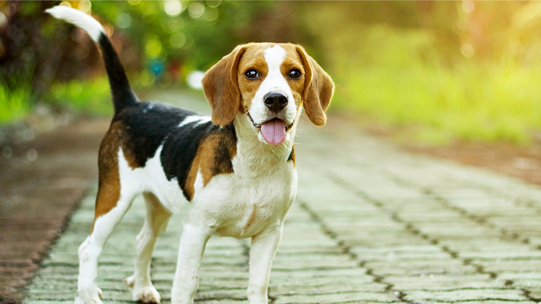 One lucky pup has found a forever home.