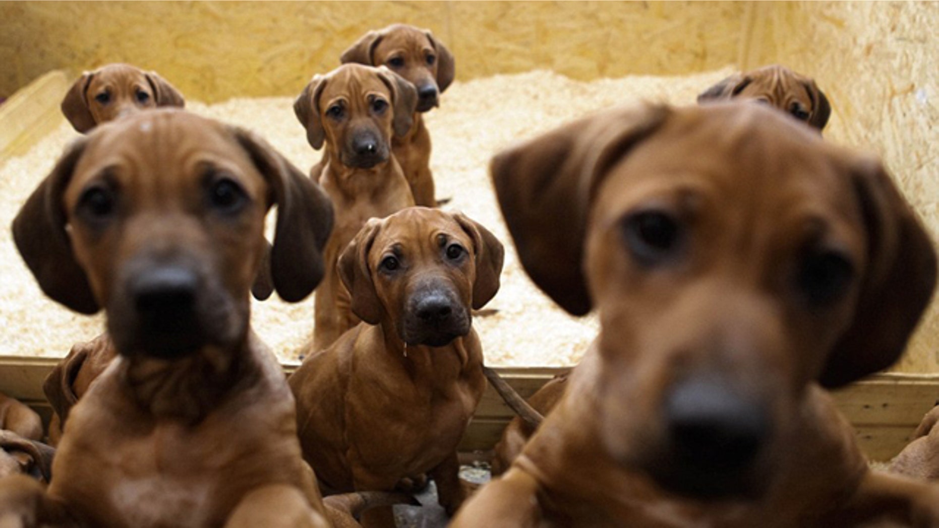 Ramona Wegemann's dog Etana gave birth to eight female and nine male puppies on Sept. 28 in Ebereschenhof, which is near Berlin.