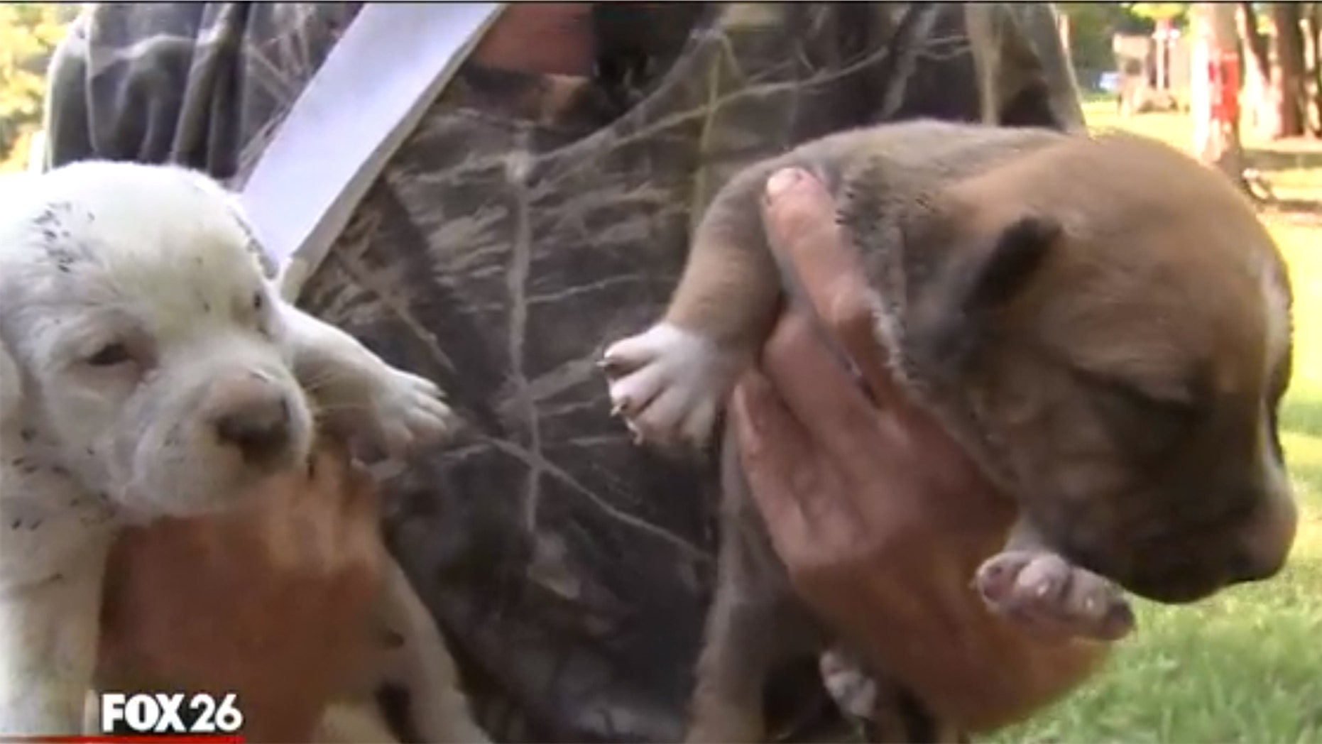 One of Bobby Brockman's seven dogs recently had puppies, and another one is pregnant.