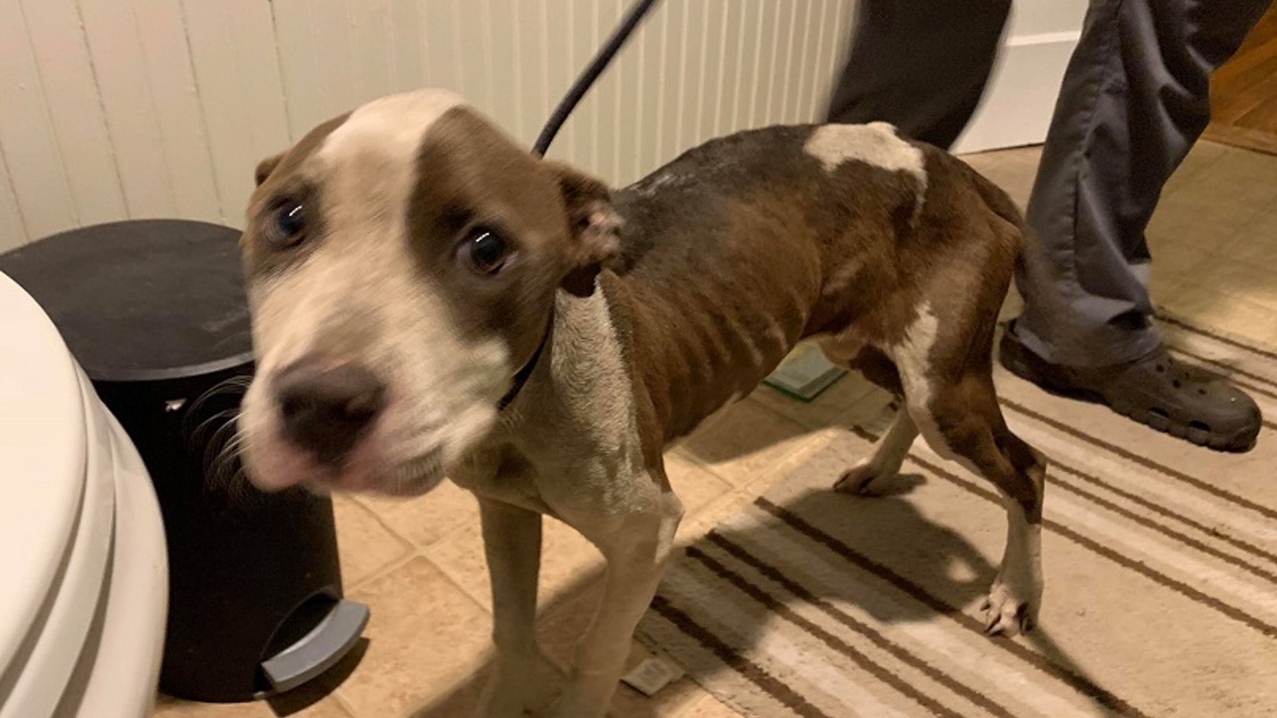 The pup is a 6-month-old pit bull mix.