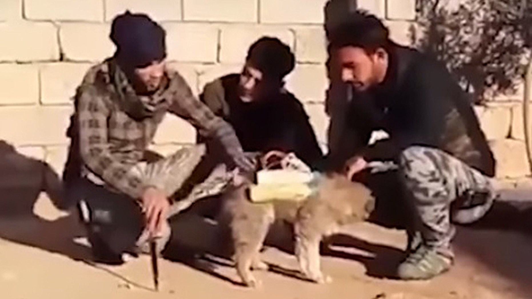 A group of Iraqi militia fighters claim on a video posted on youtube that they found this dog outfitted with a makeshift bomb.