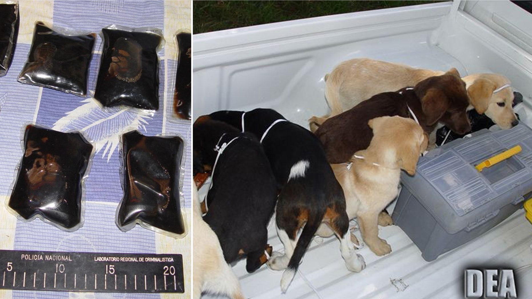 This 2006 photo provided by U.S. Drug Enforcement Administration officials shows puppies rescued from a farm in Colombia destined for use by a U.S. veterinarian working for a Colombian drug trafficking ring and the how the liquid heroin was packaged to be surgically inserted into the puppies’ bellies.