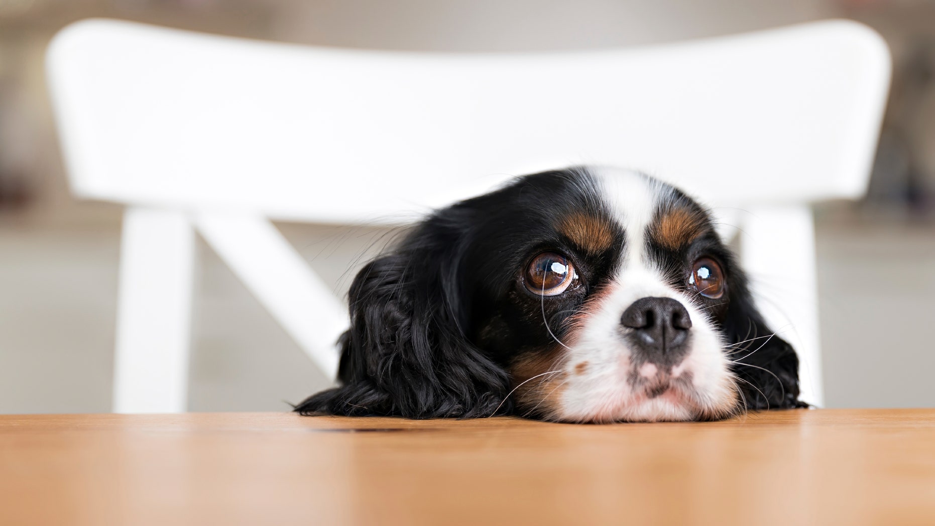cute dog begging for food at the kitchen table