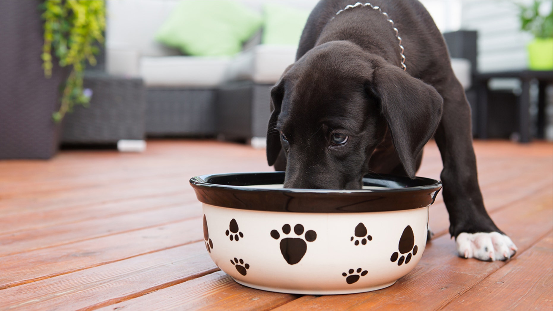 Listen up, pet parents.